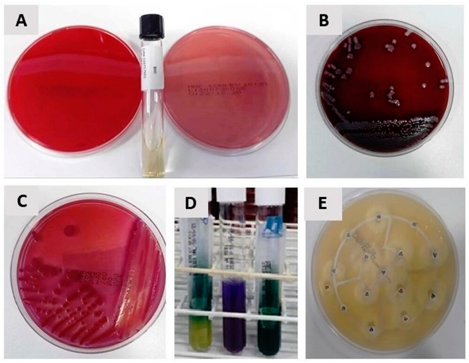 Antibiotics 12 01480 g005