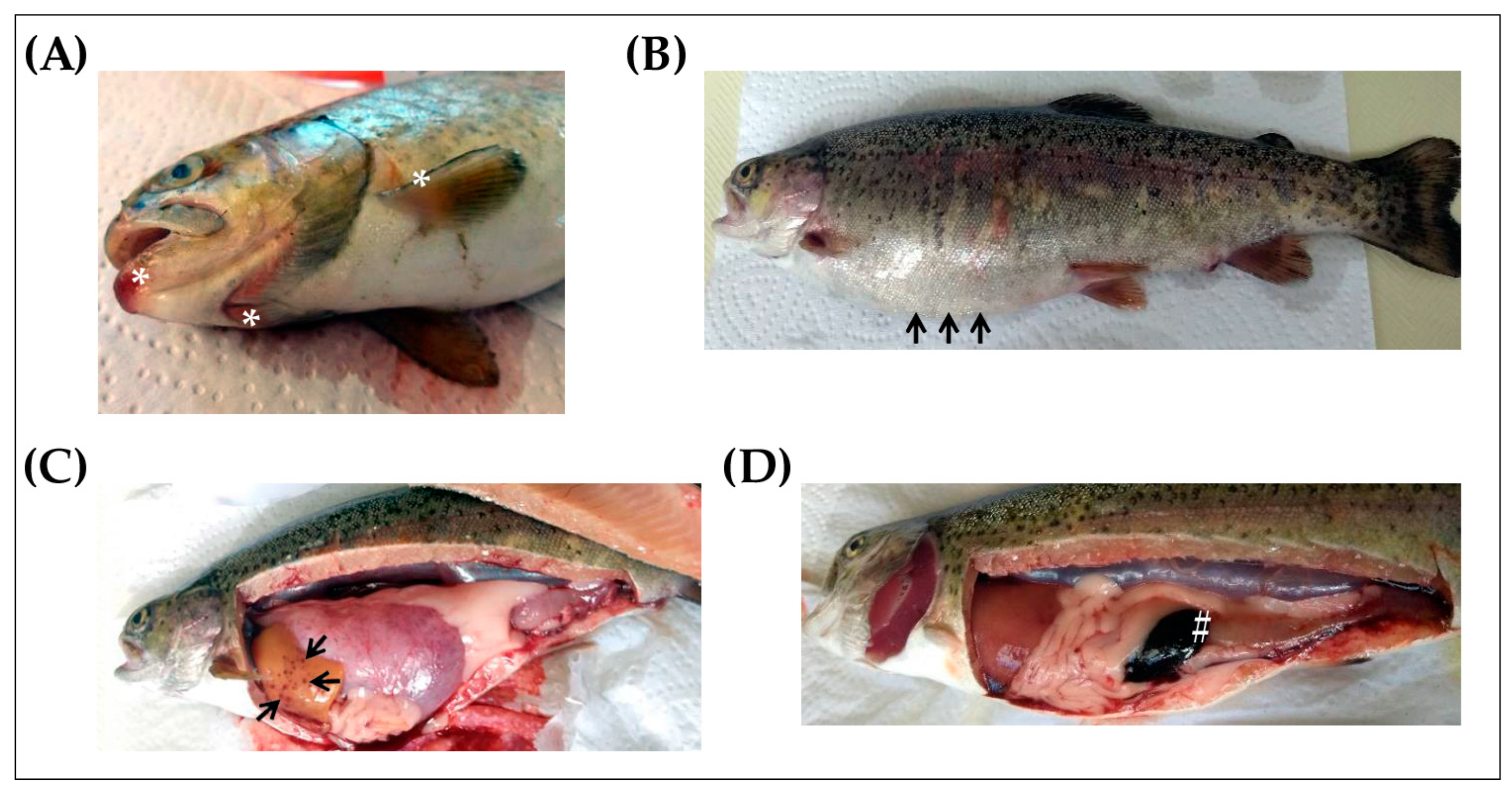 Antibiotics 12 01484 g001