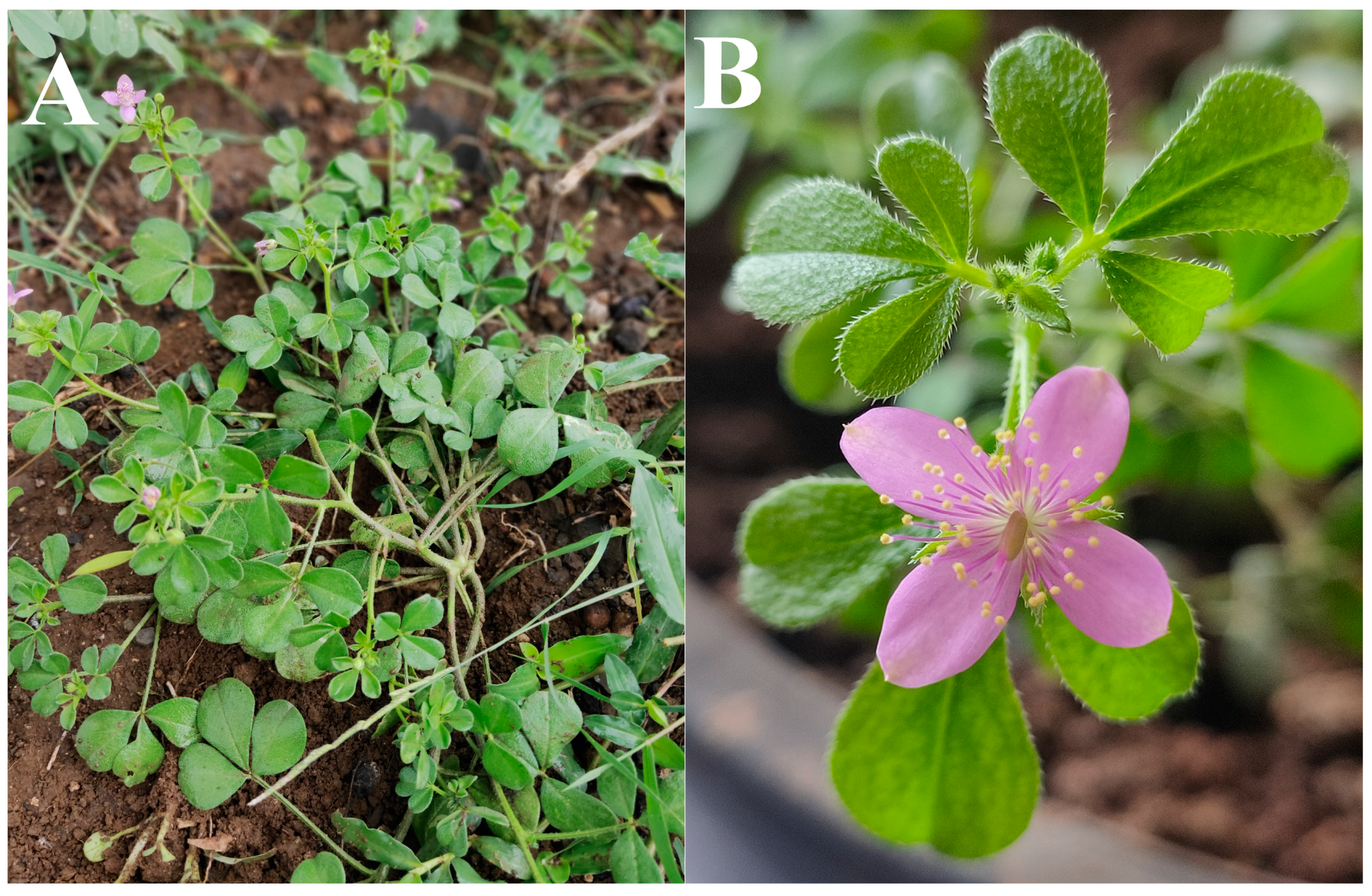 Antibiotics 12 01506 g001