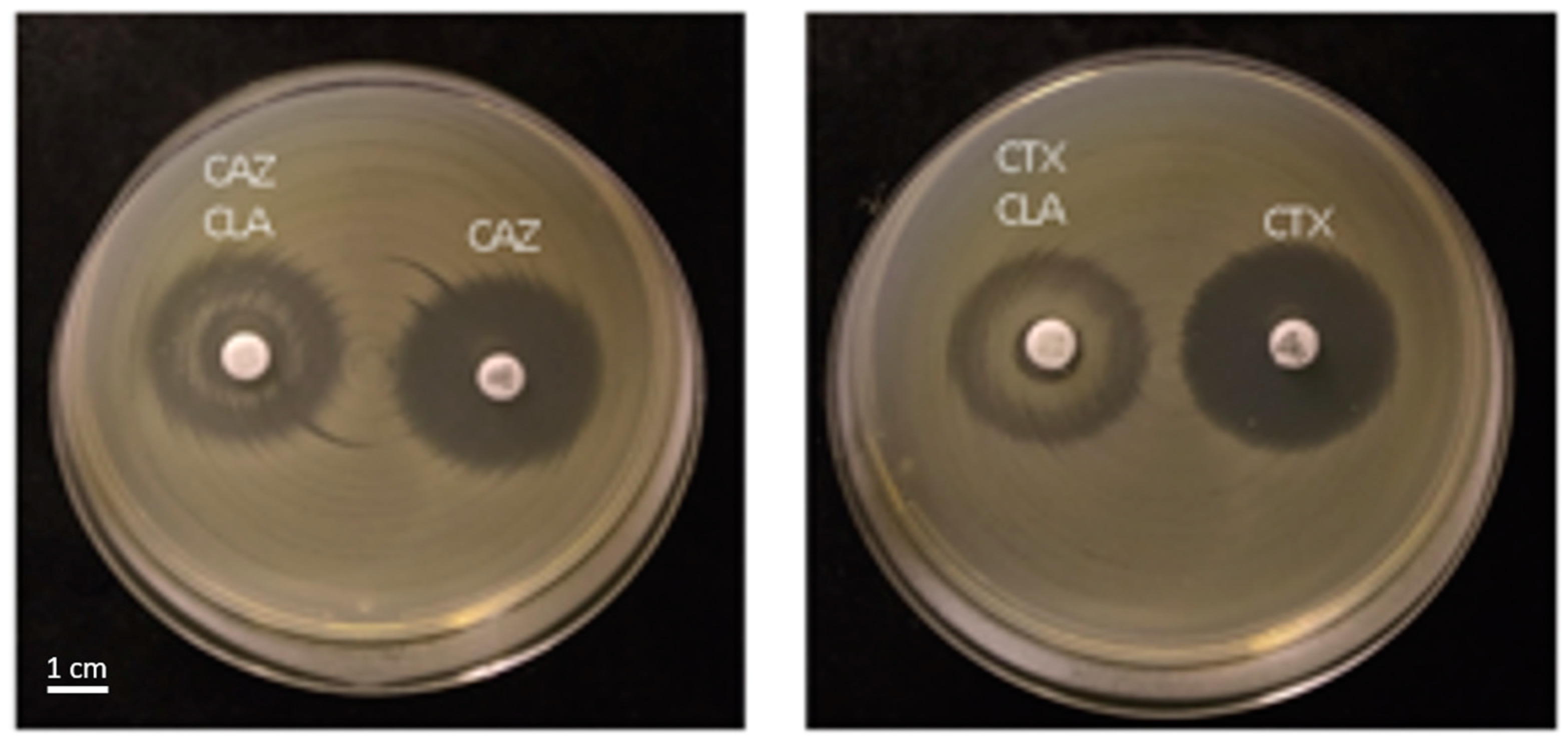Antibiotics 12 01528 g002