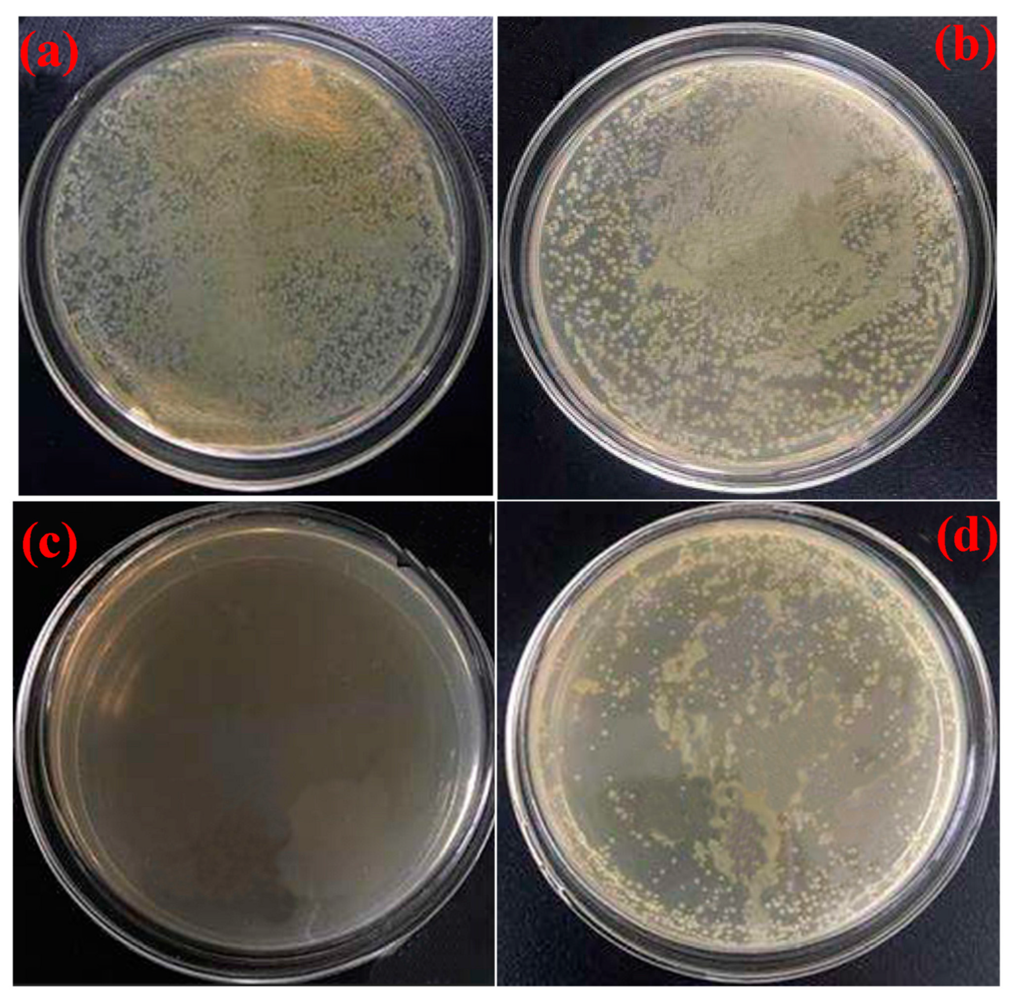 Antibiotics 12 01570 g003