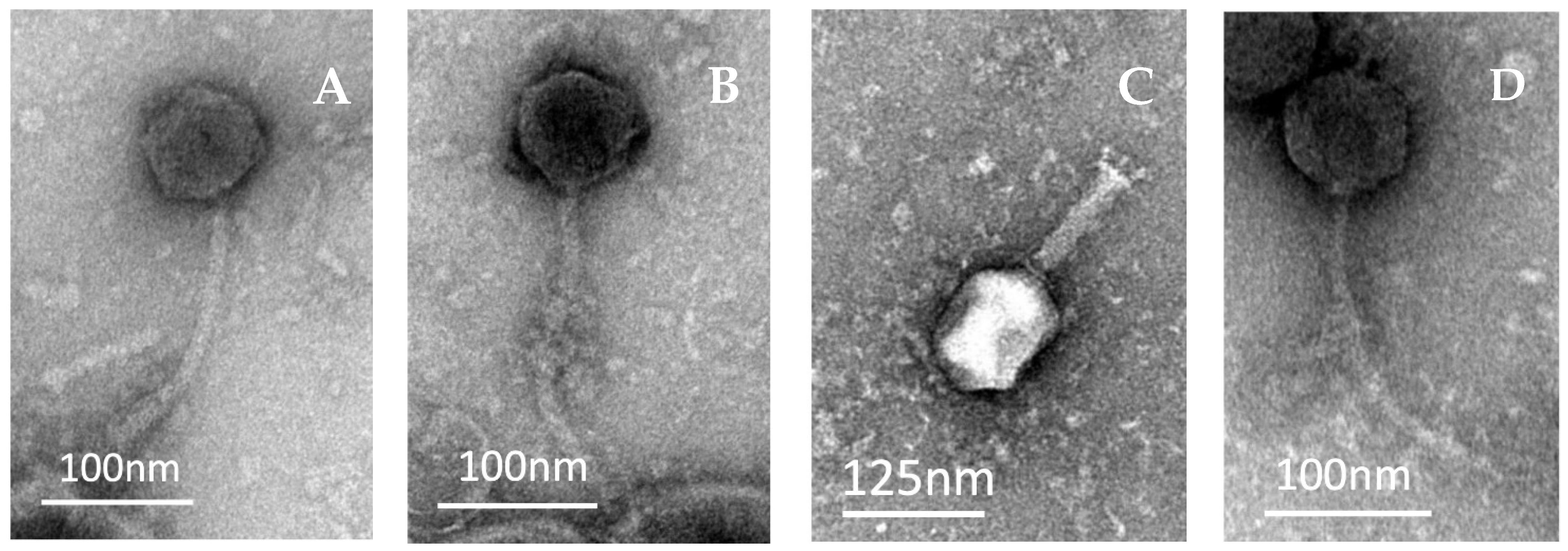 Antibiotics 12 01579 g001