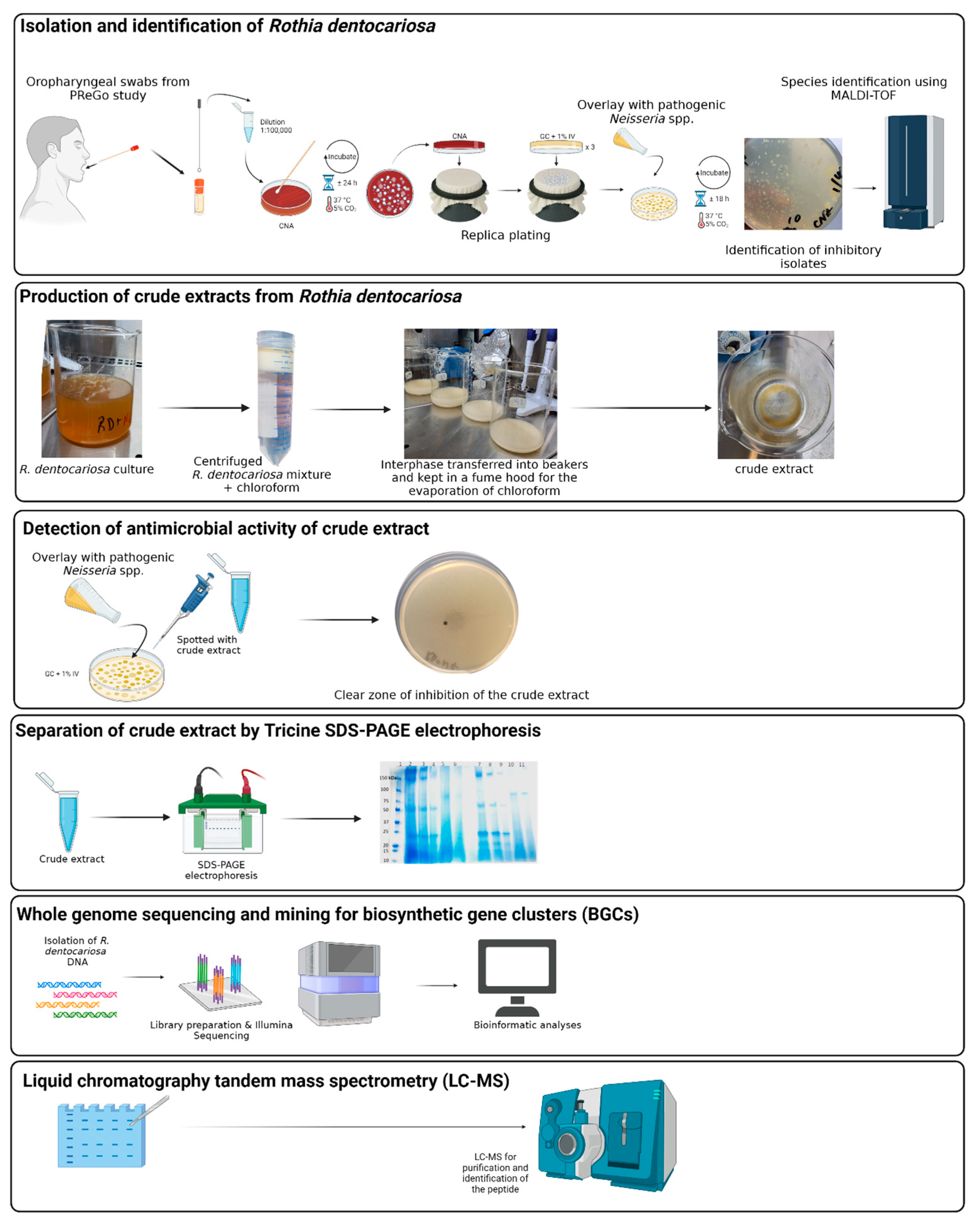 Antibiotics 12 01592 g001
