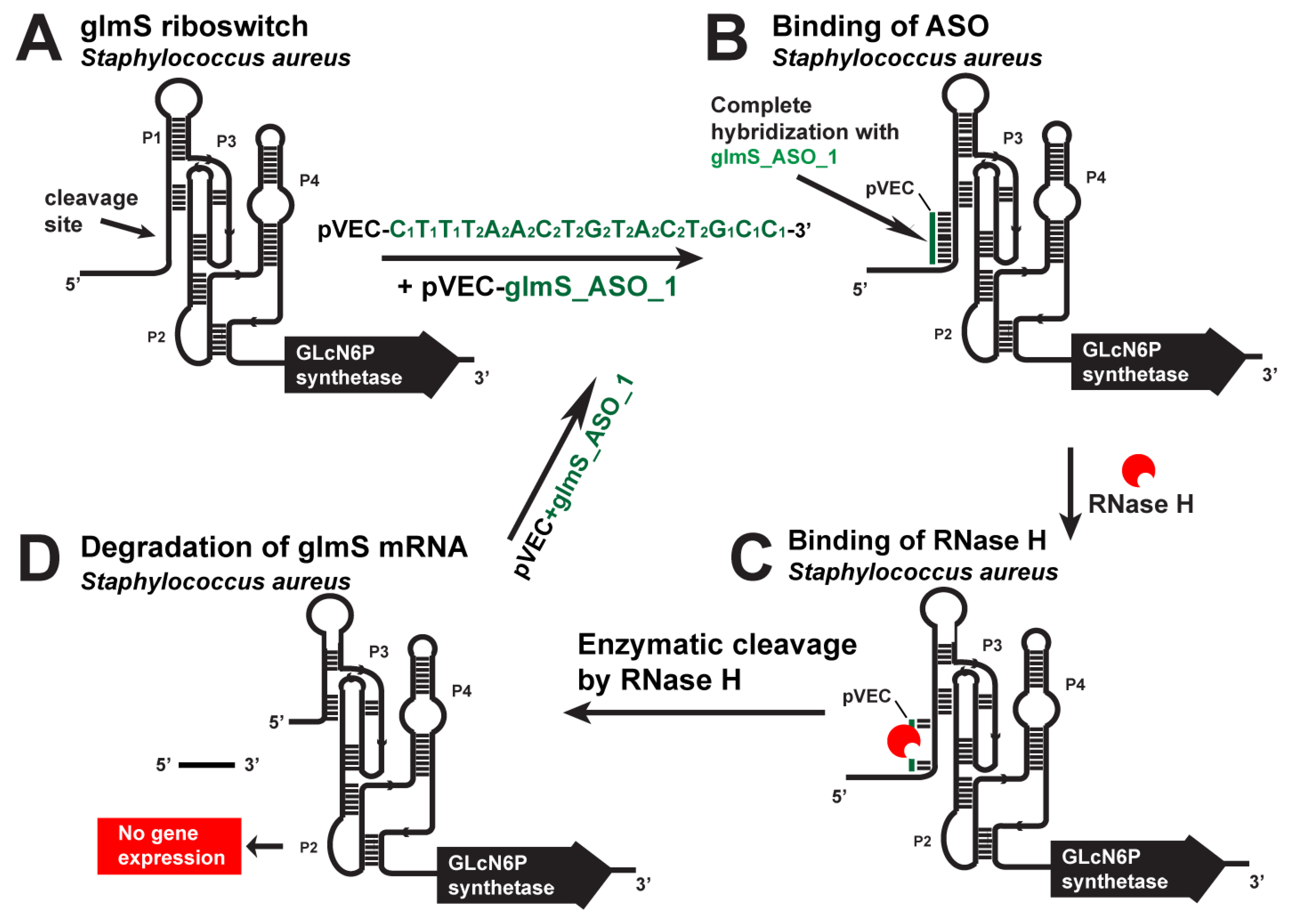 Antibiotics 12 01607 g002 Antibiotics 12 01607 g002