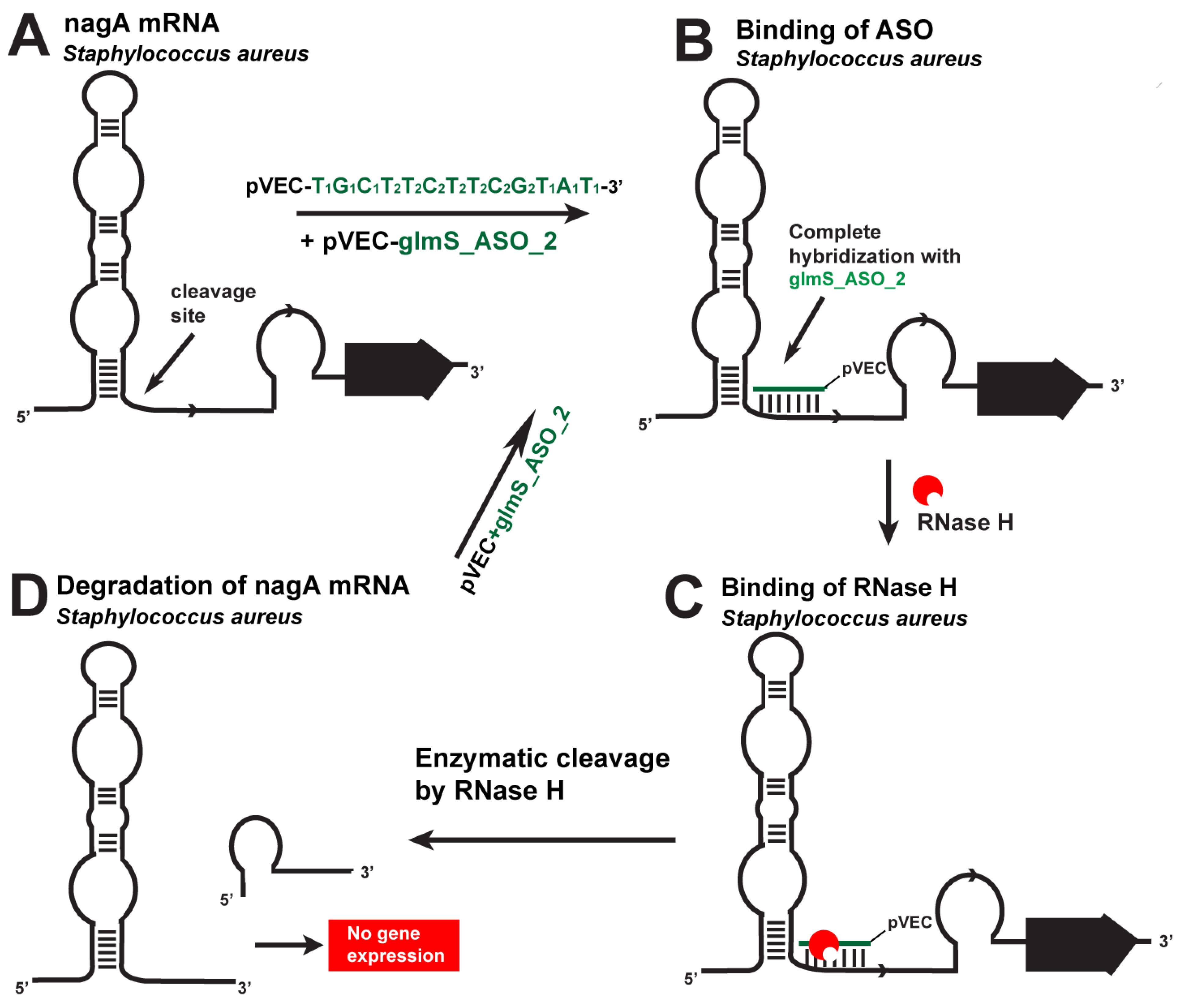 Antibiotics 12 01607 g003 Antibiotics 12 01607 g003