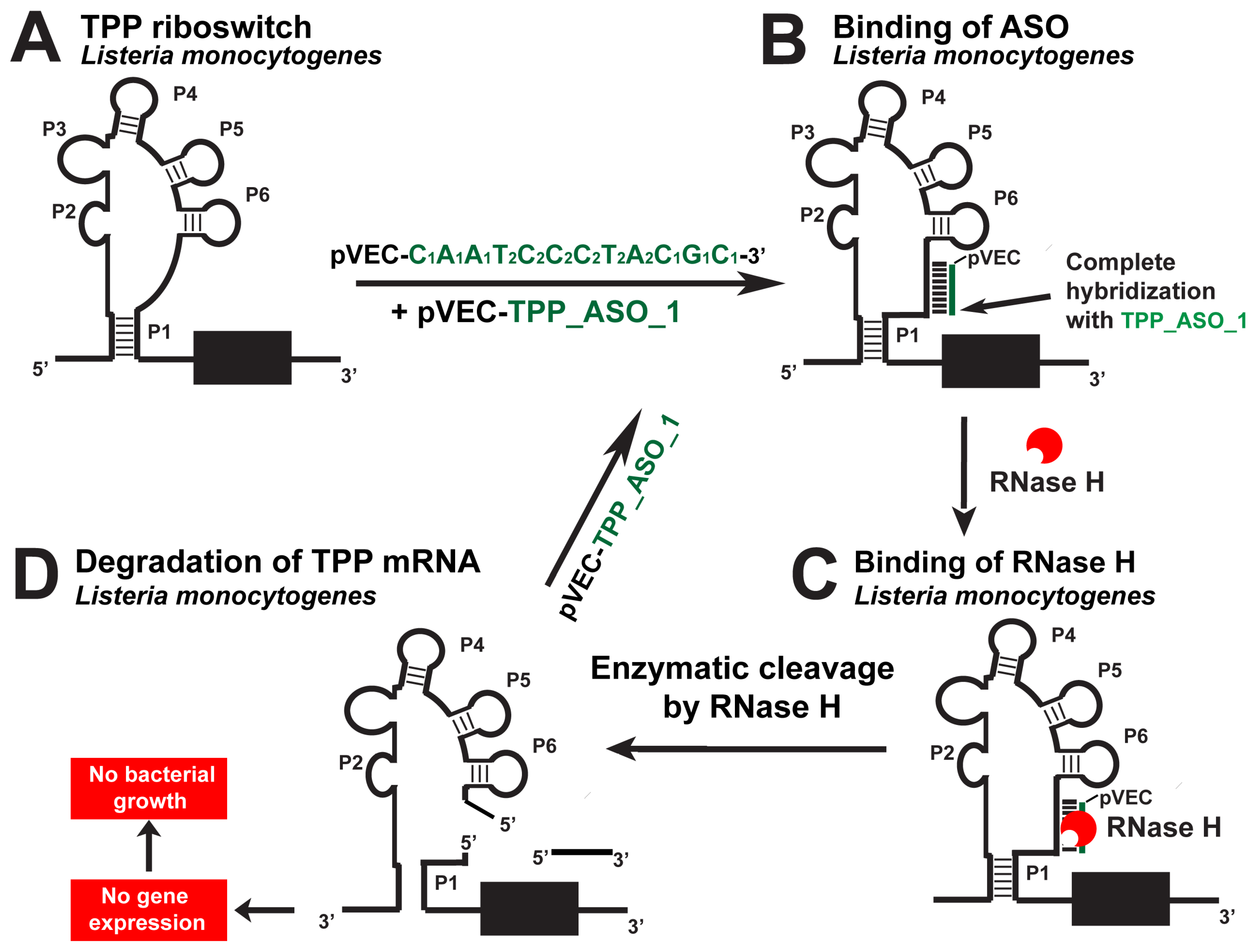 Antibiotics 12 01607 g005 Antibiotics 12 01607 g005