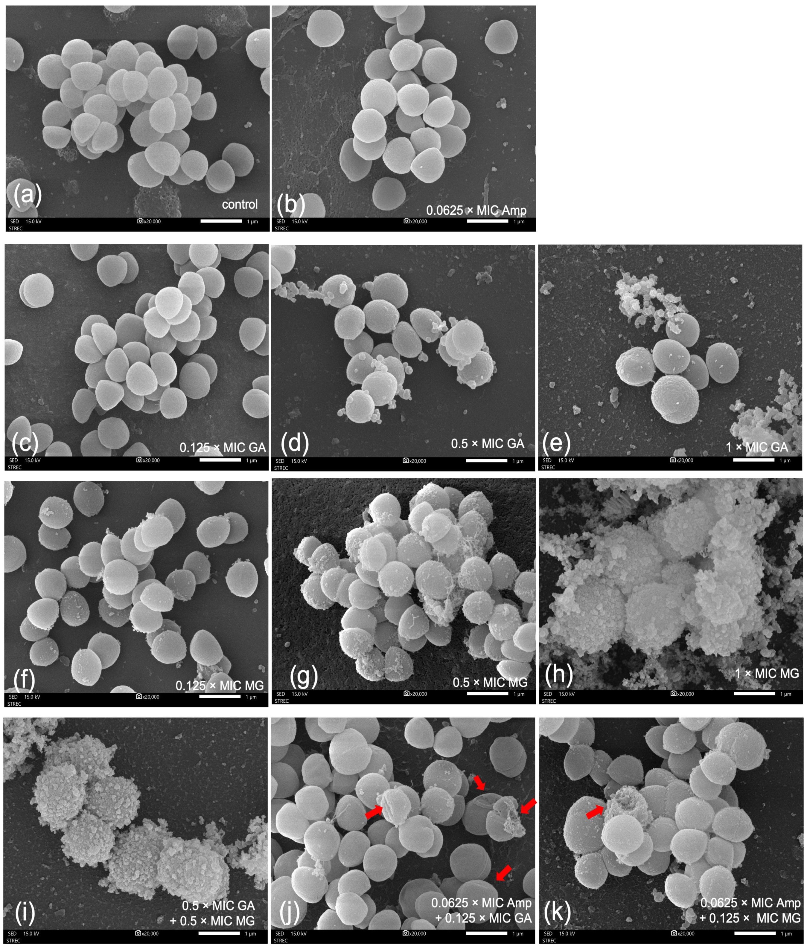 Antibiotics 12 01622 g005