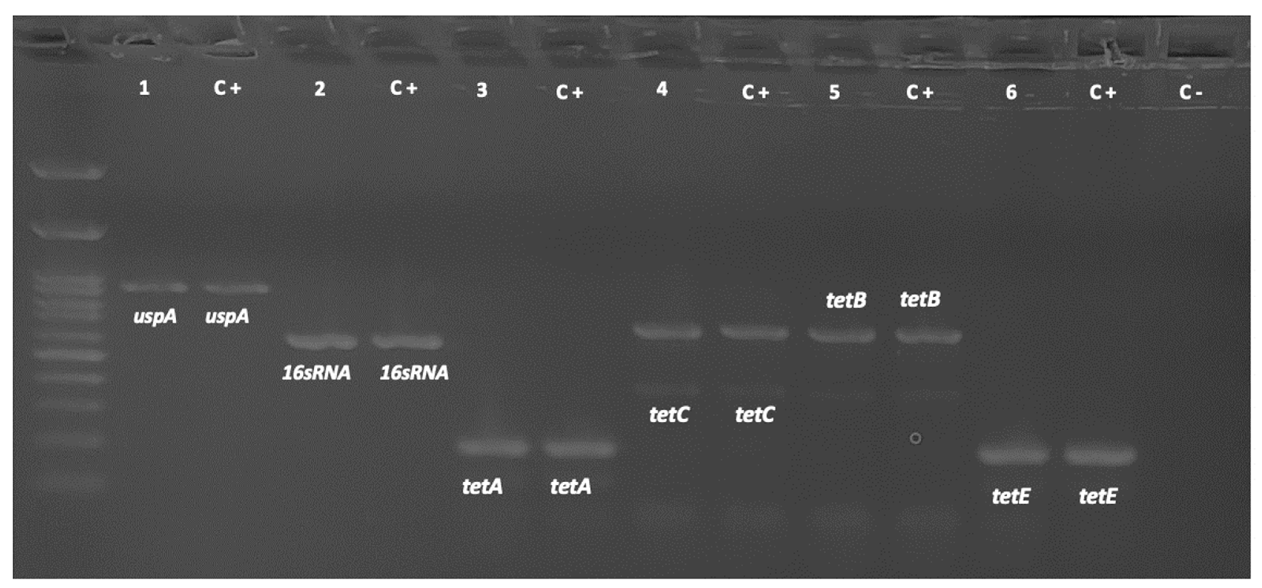 Antibiotics 12 01652 g002 Antibiotics 12 01652 g002