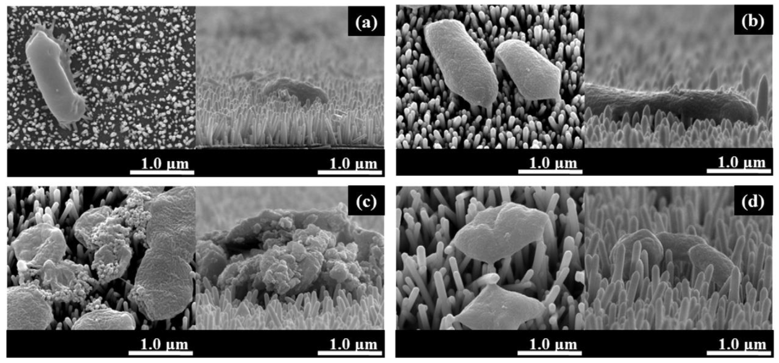 Antibiotics 12 01656 g009