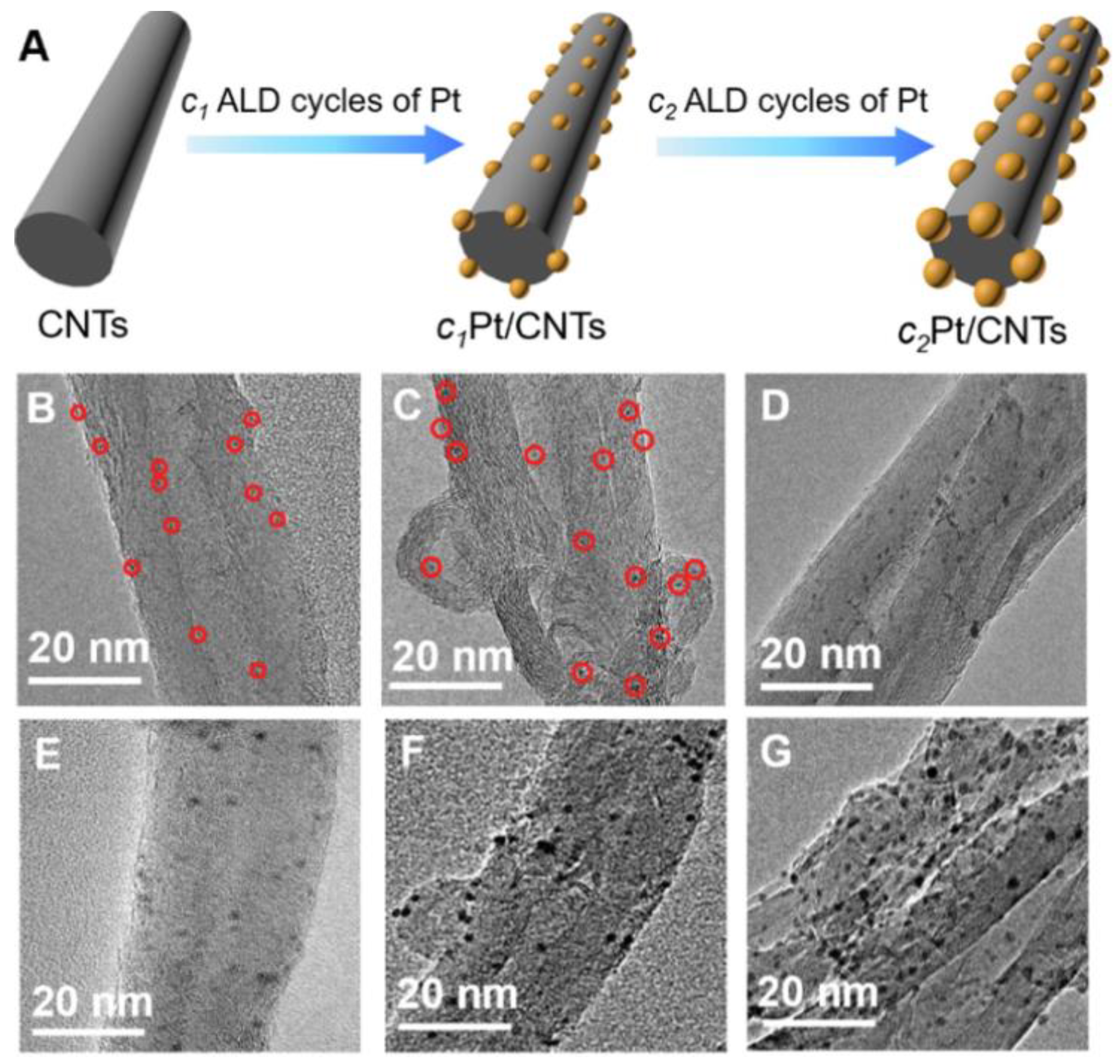 Antibiotics 12 01656 g017