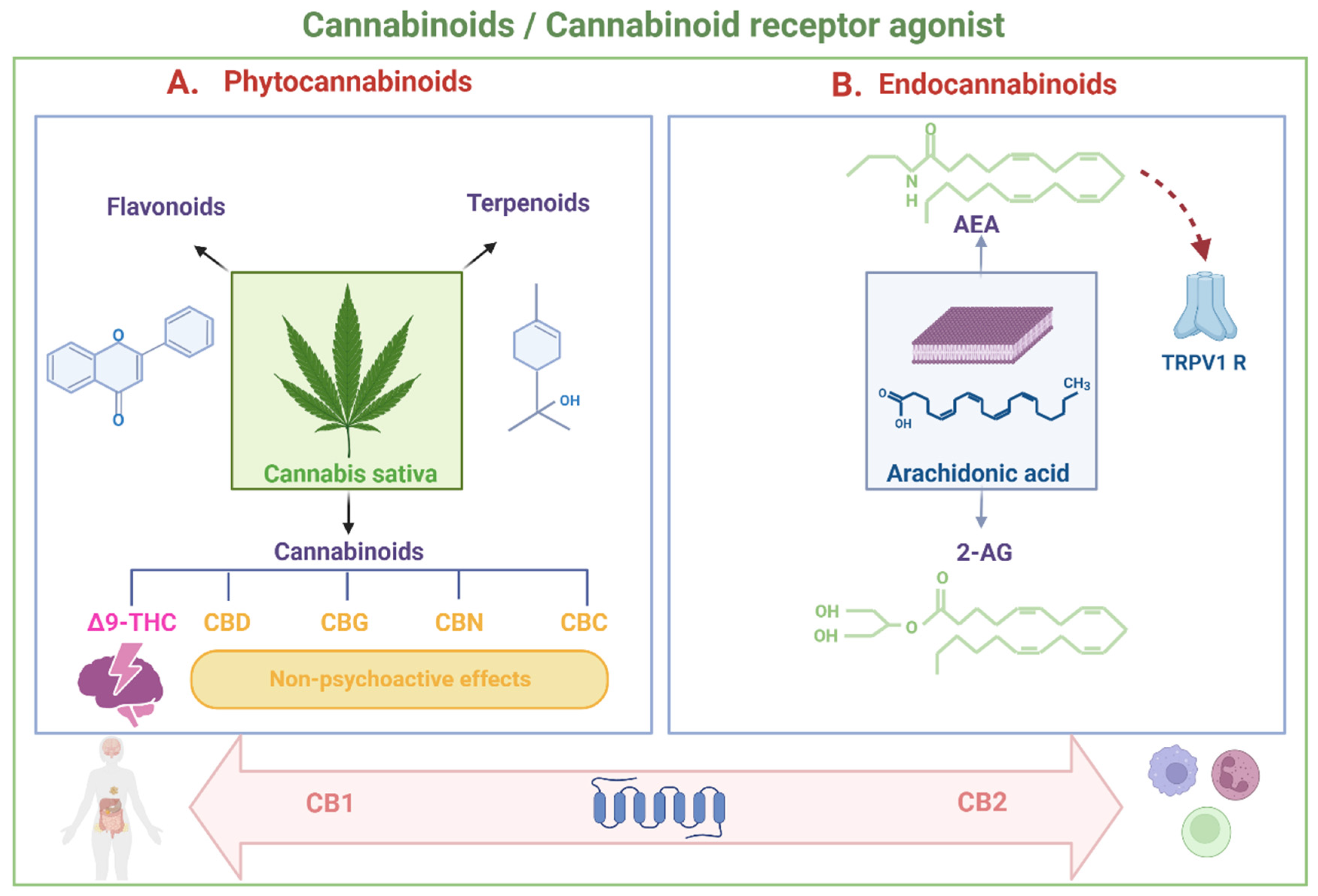 Does CBD Affect Antibiotics: Unveiling the Interaction
