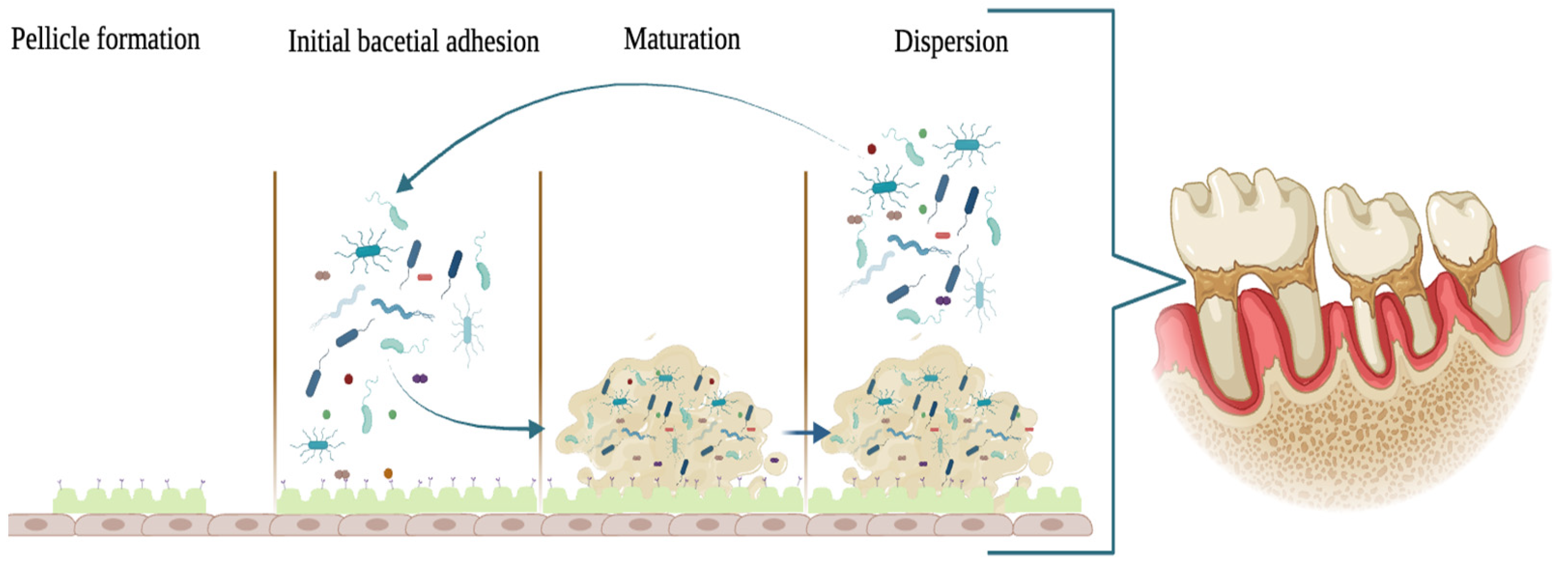 Antibiotics 12 01690 g002