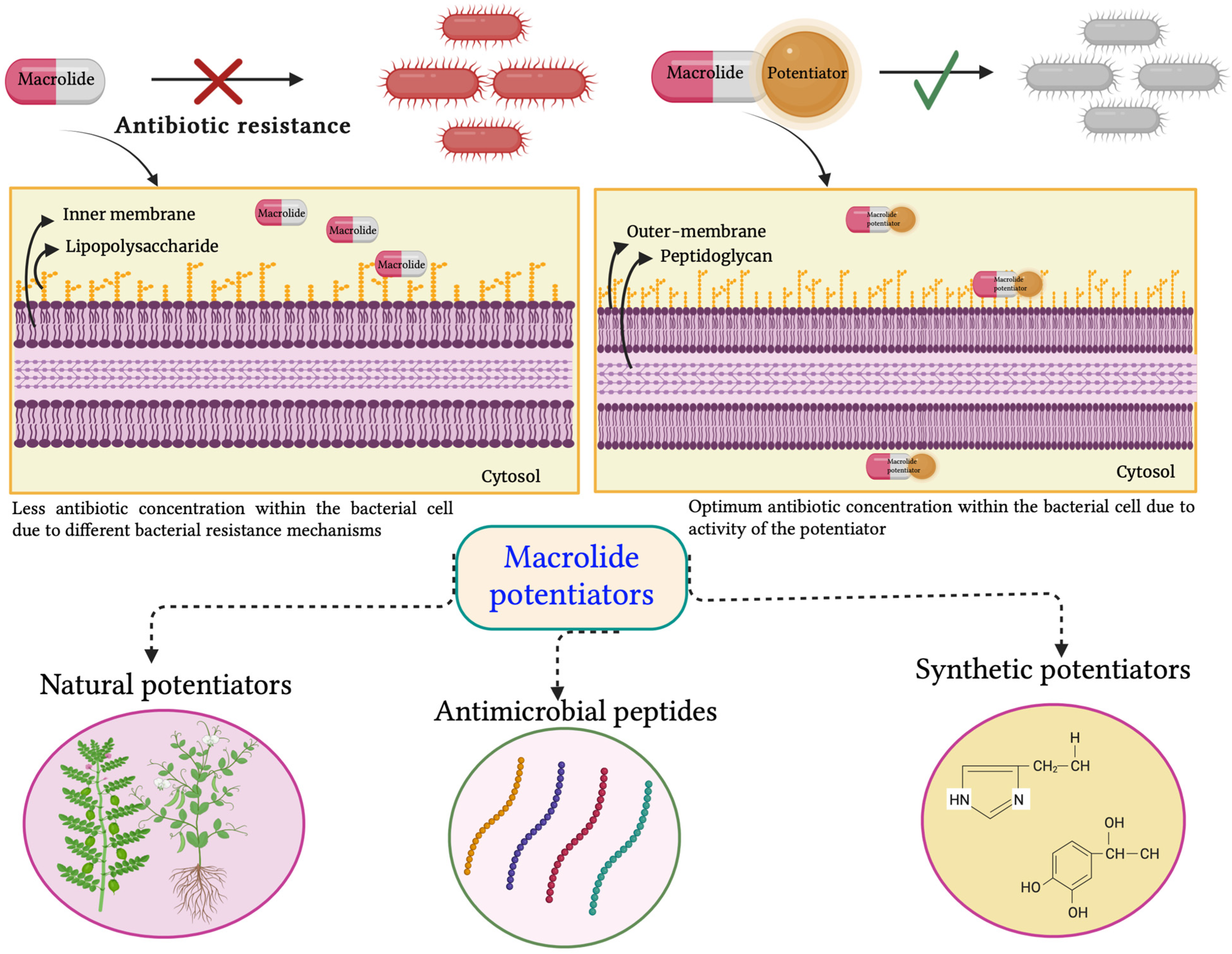 Antibiotics 12 01715 g004