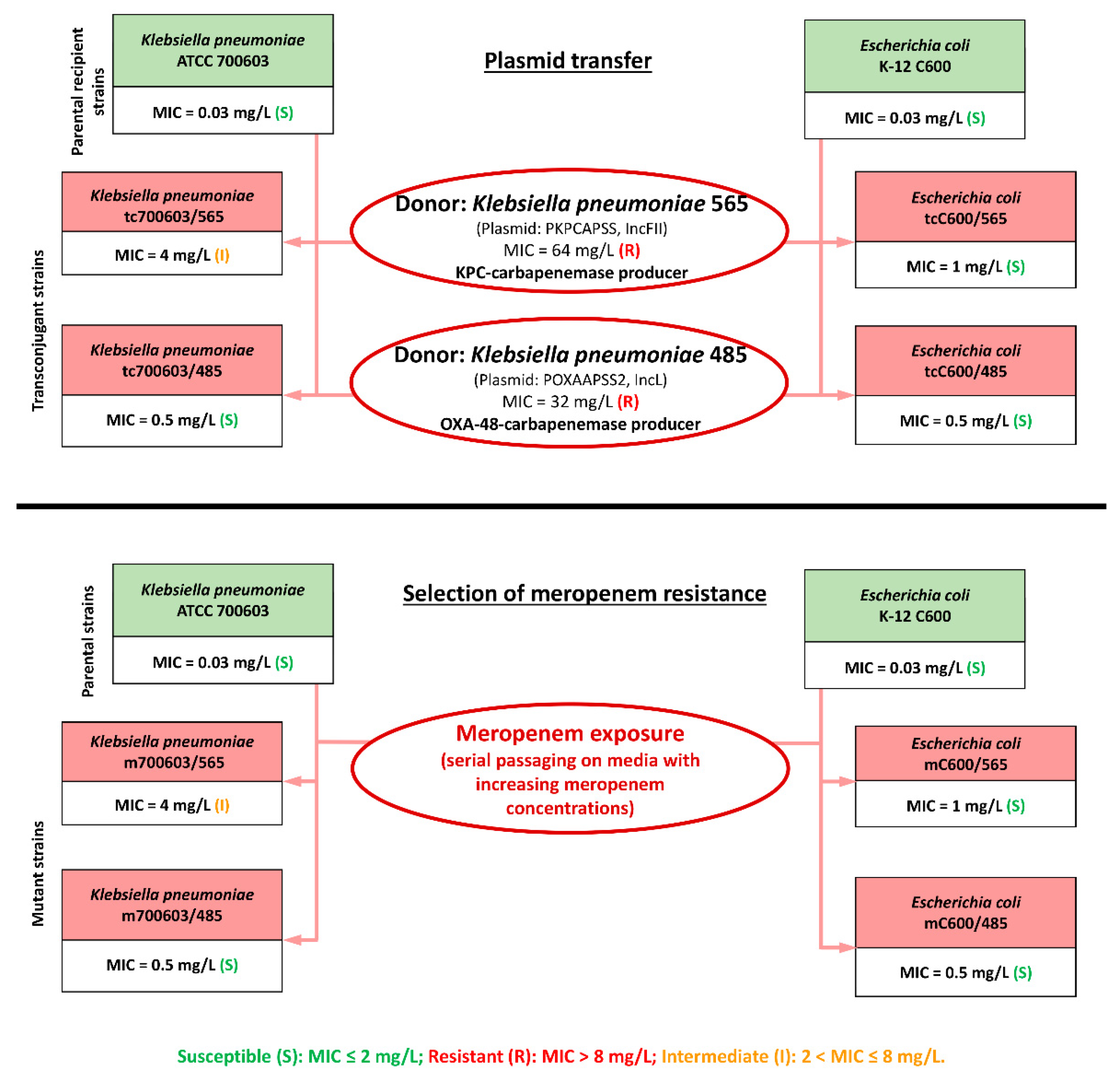 Antibiotics 12 01717 g001 Antibiotics 12 01717 g001