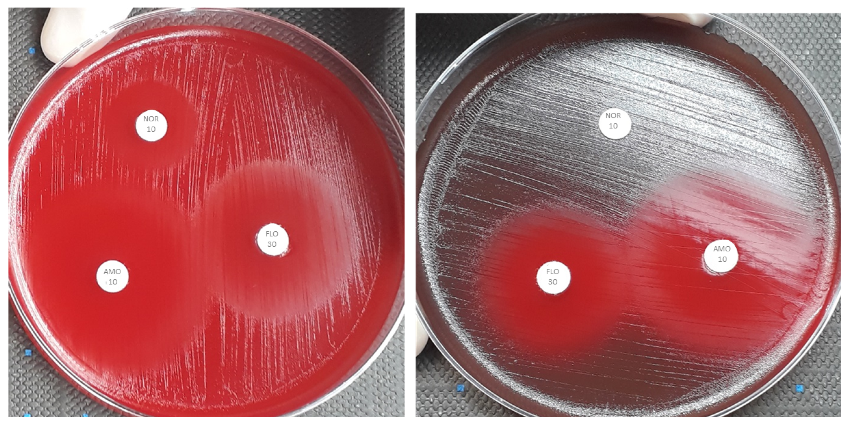 Antibiotics 12 01726 g002 Antibiotics 12 01726 g002