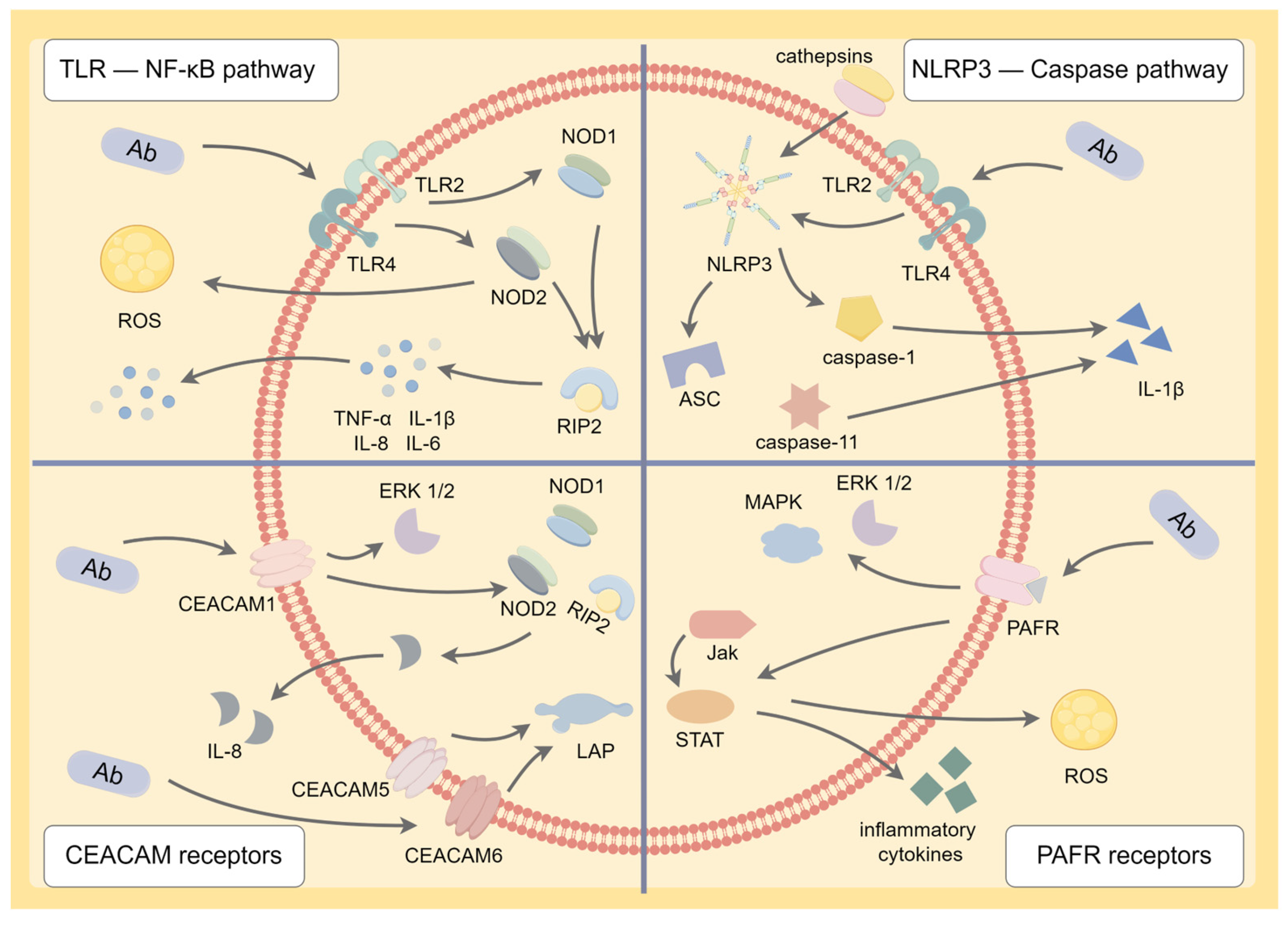 Antibiotics 12 01749 g002