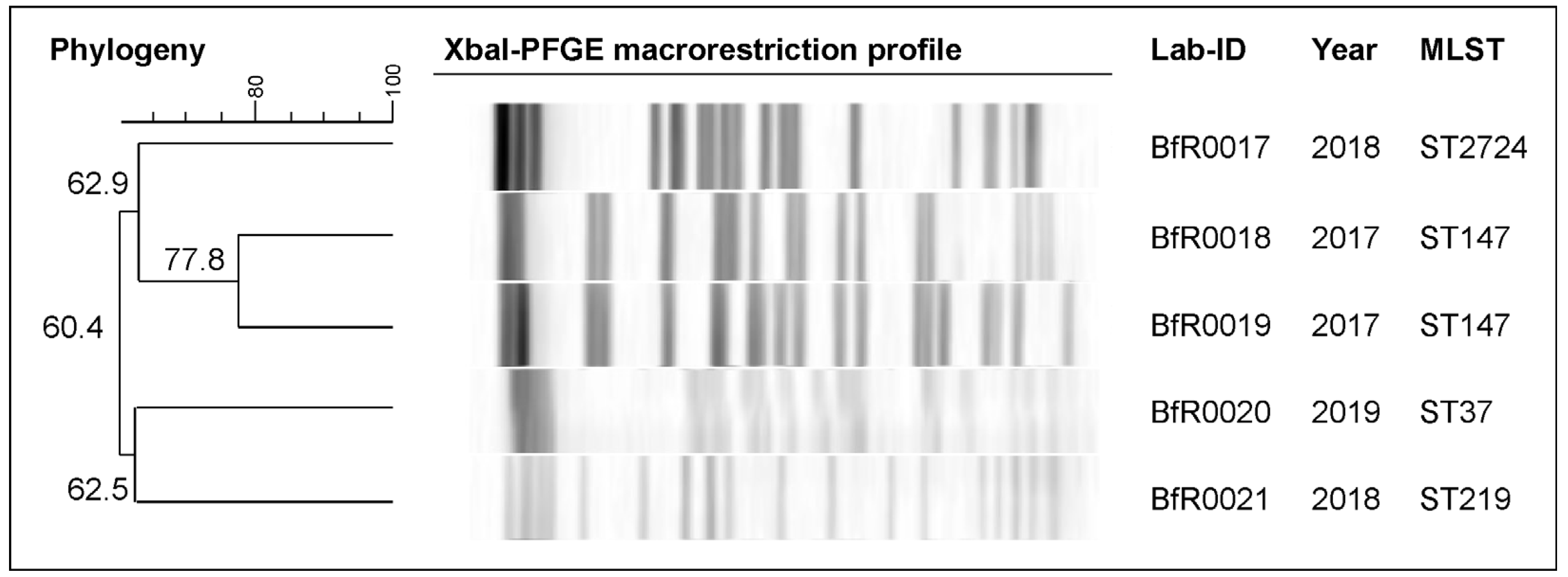 Antibiotics 13 00014 g001 Antibiotics 13 00014 g001