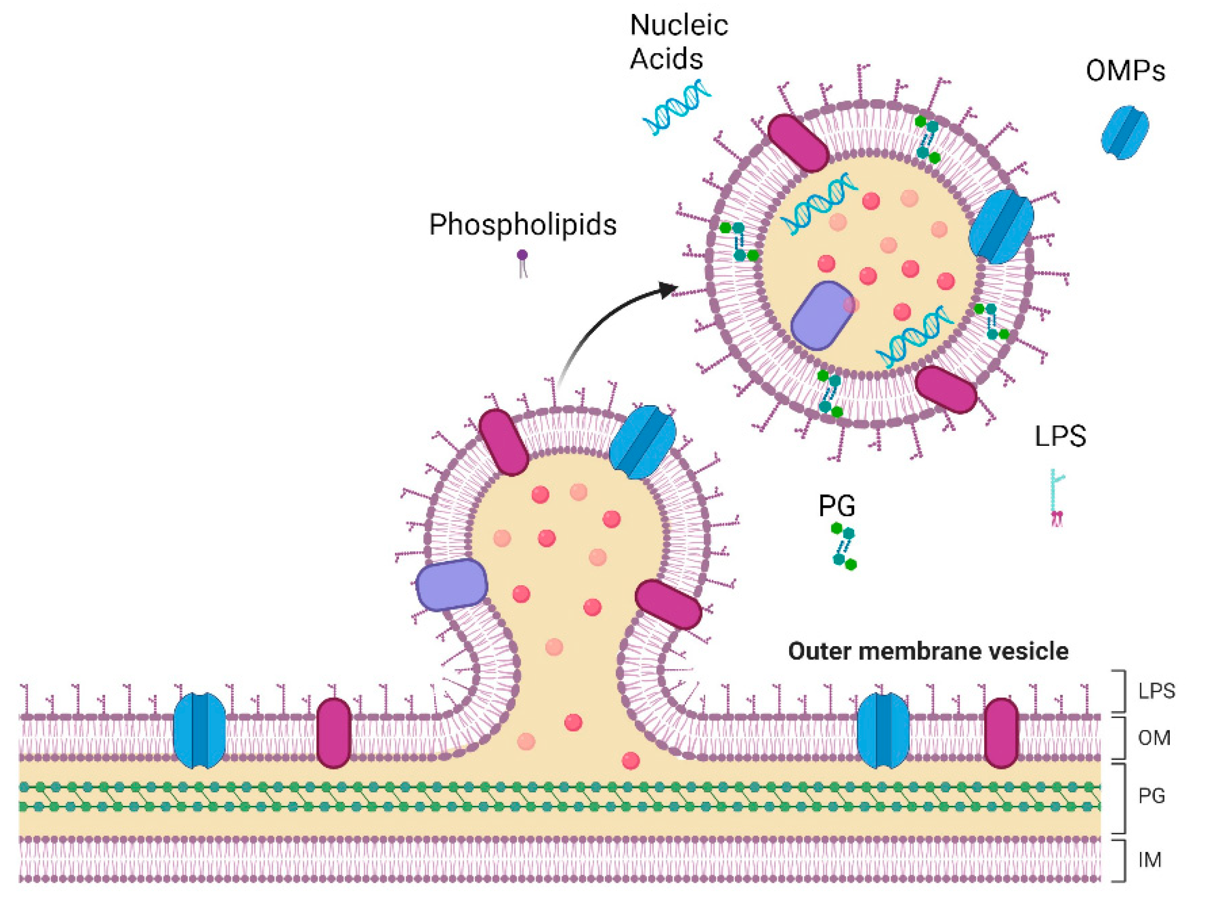 Antibiotics | Free Full-Text | Bacterial Outer Membrane Vesicles: Role ...
