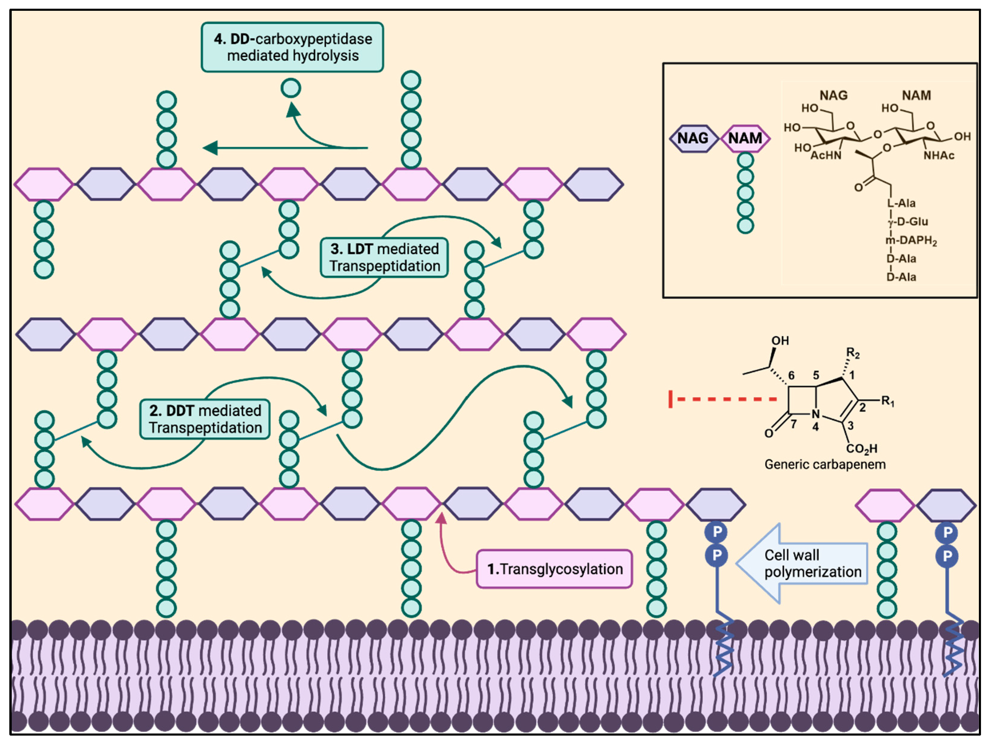 Antibiotics 13 00059 g001 Antibiotics 13 00059 g001