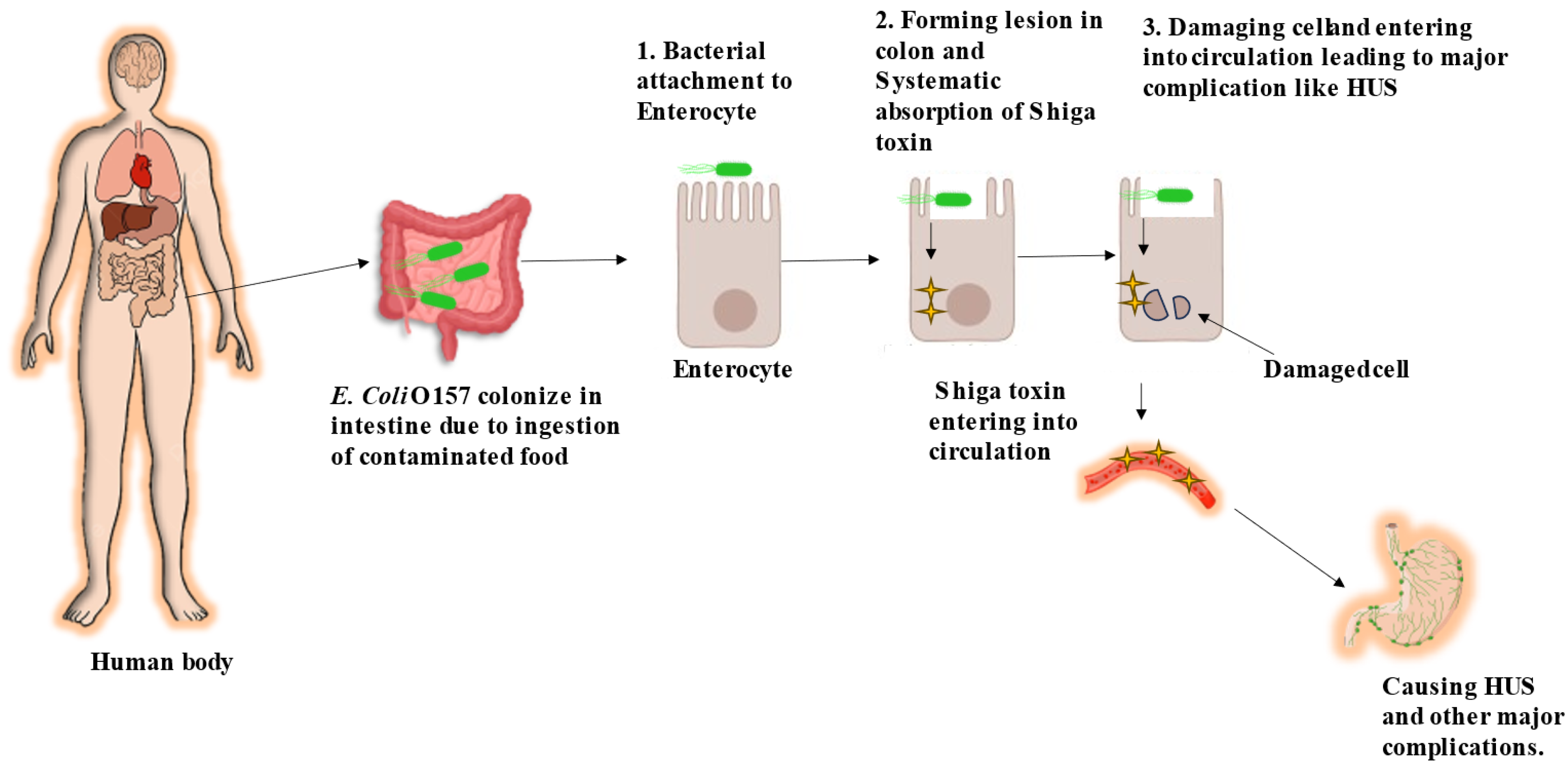 Antibiotics 13 00060 g001
