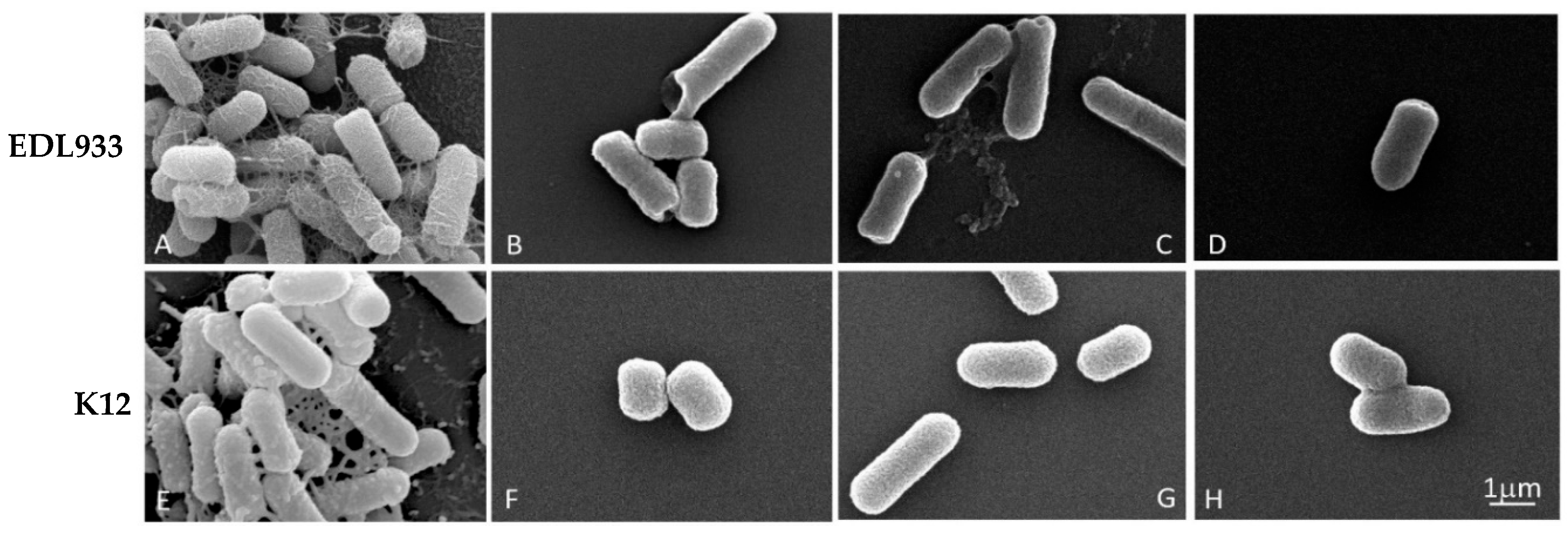 Antibiotics 13 00086 g002