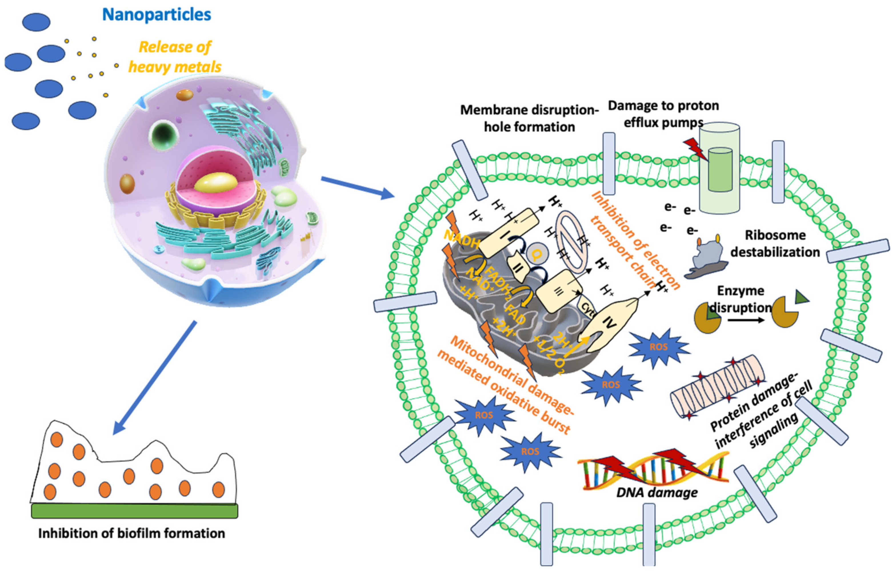 Antibiotics 13 00121 g002