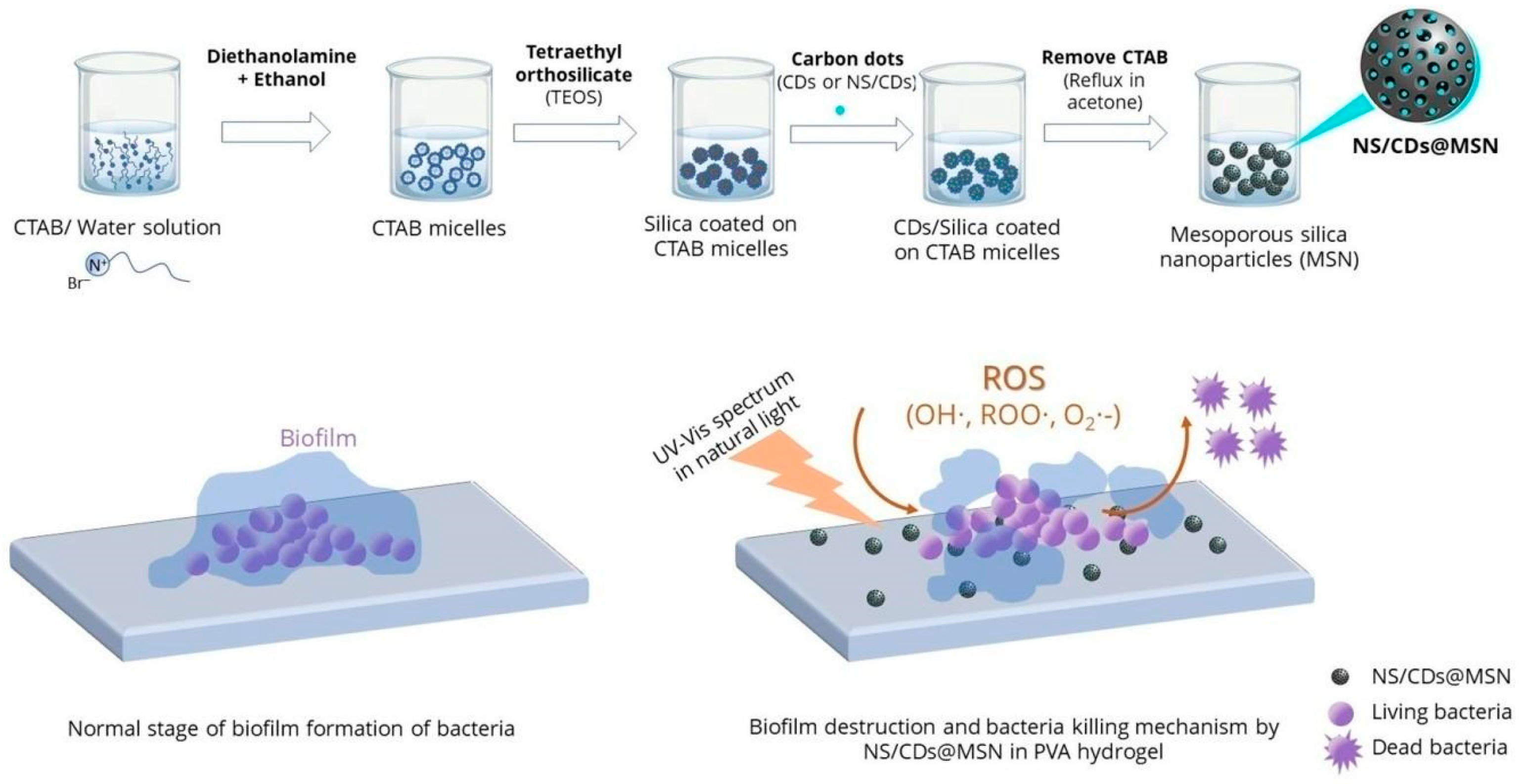 Antibiotics 13 00173 g010
