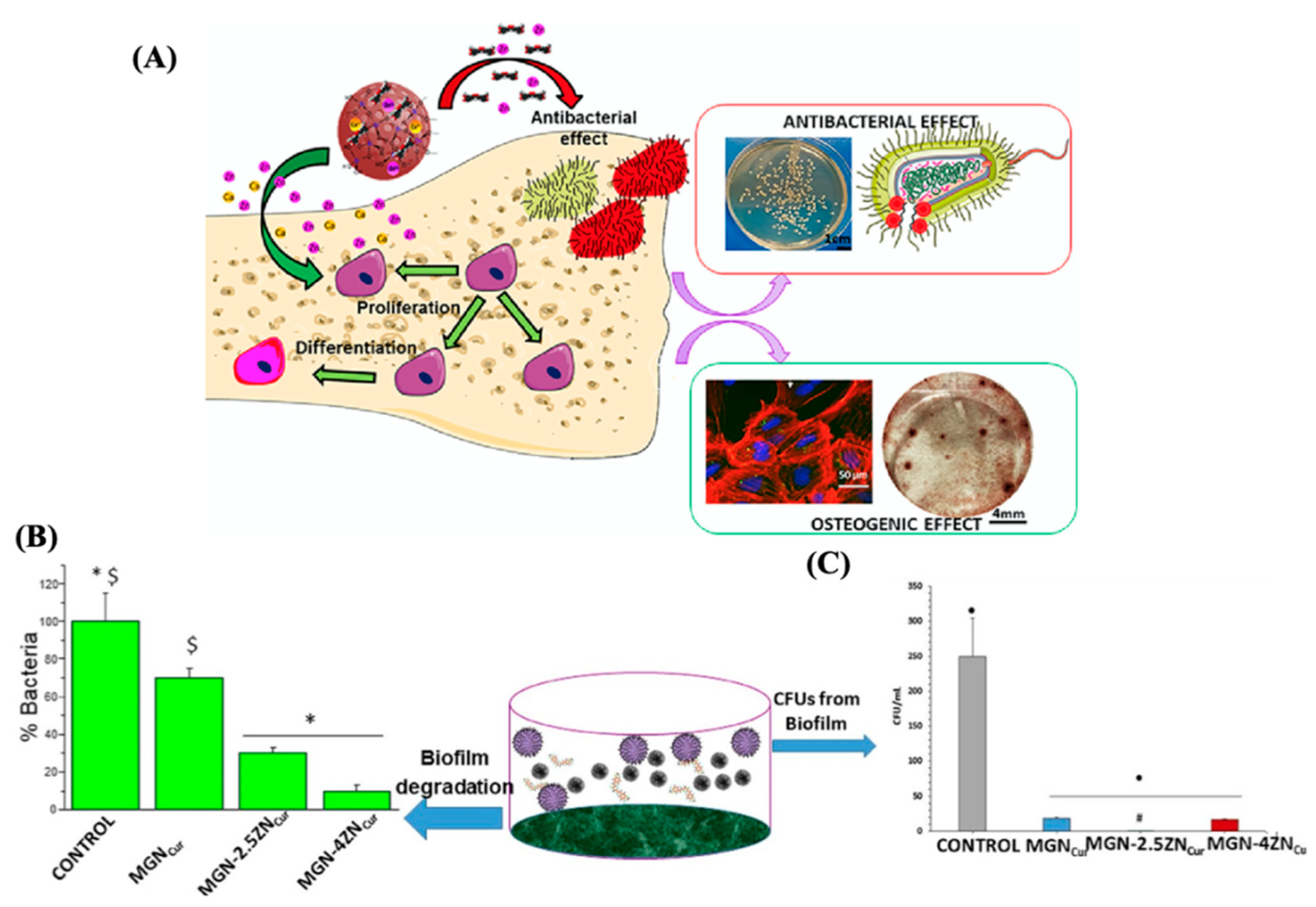 Antibiotics 13 00173 g014