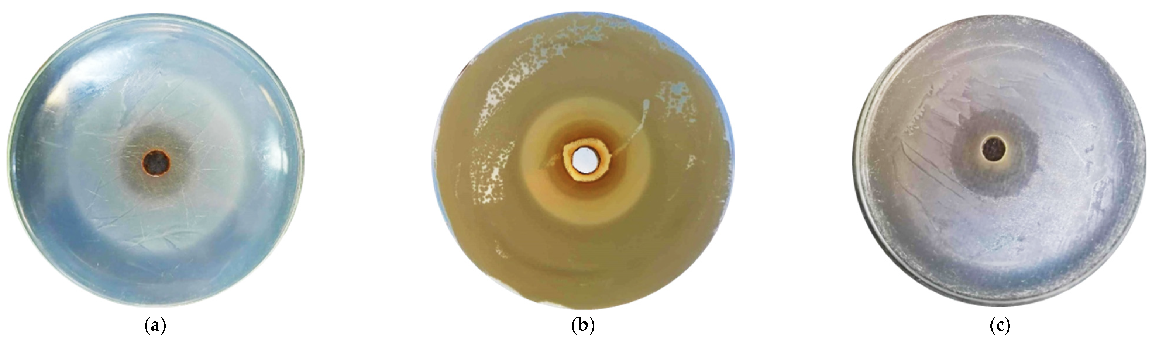Antibiotics 13 00181 g001