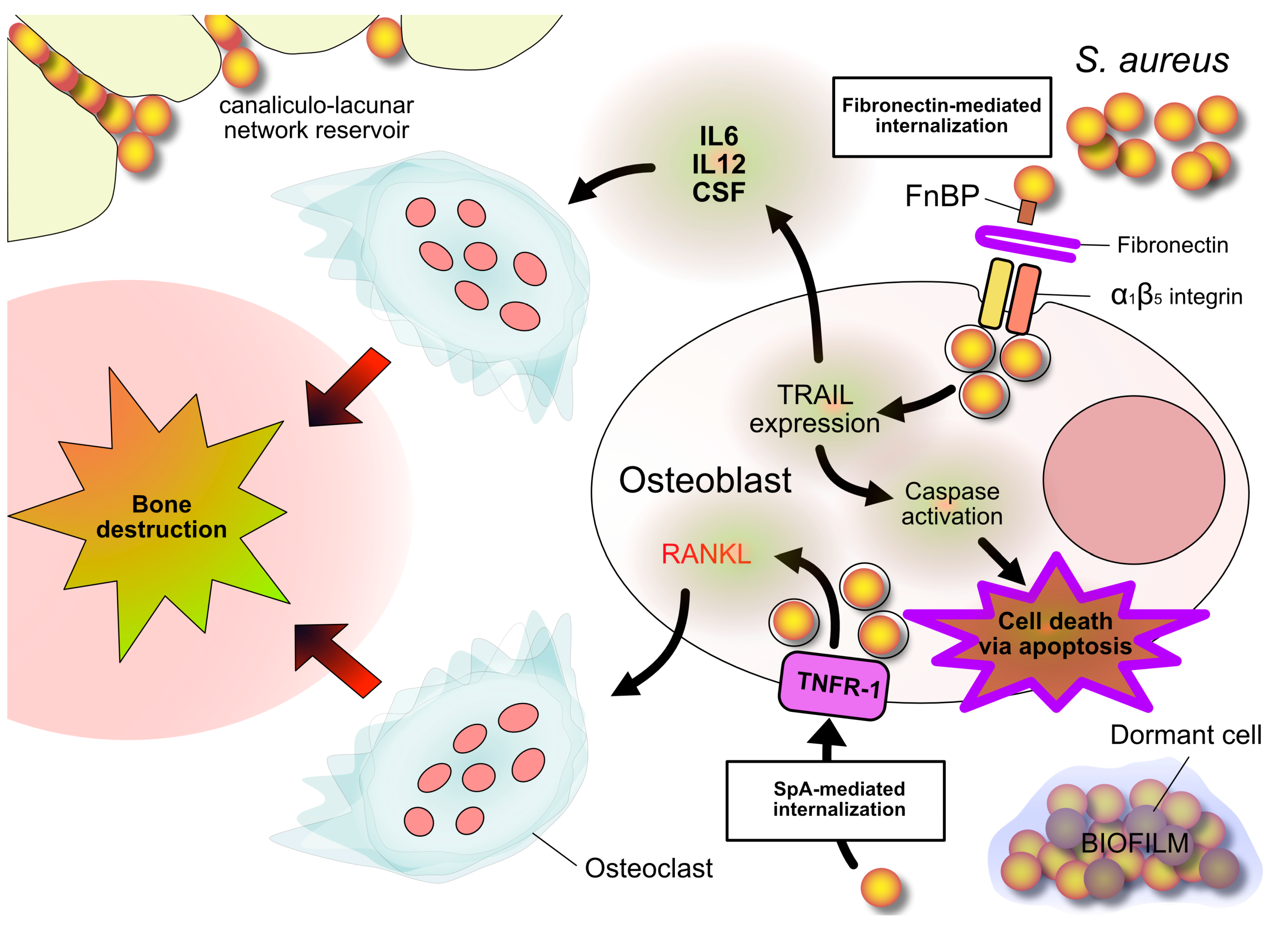 Antibiotics 13 00184 g002