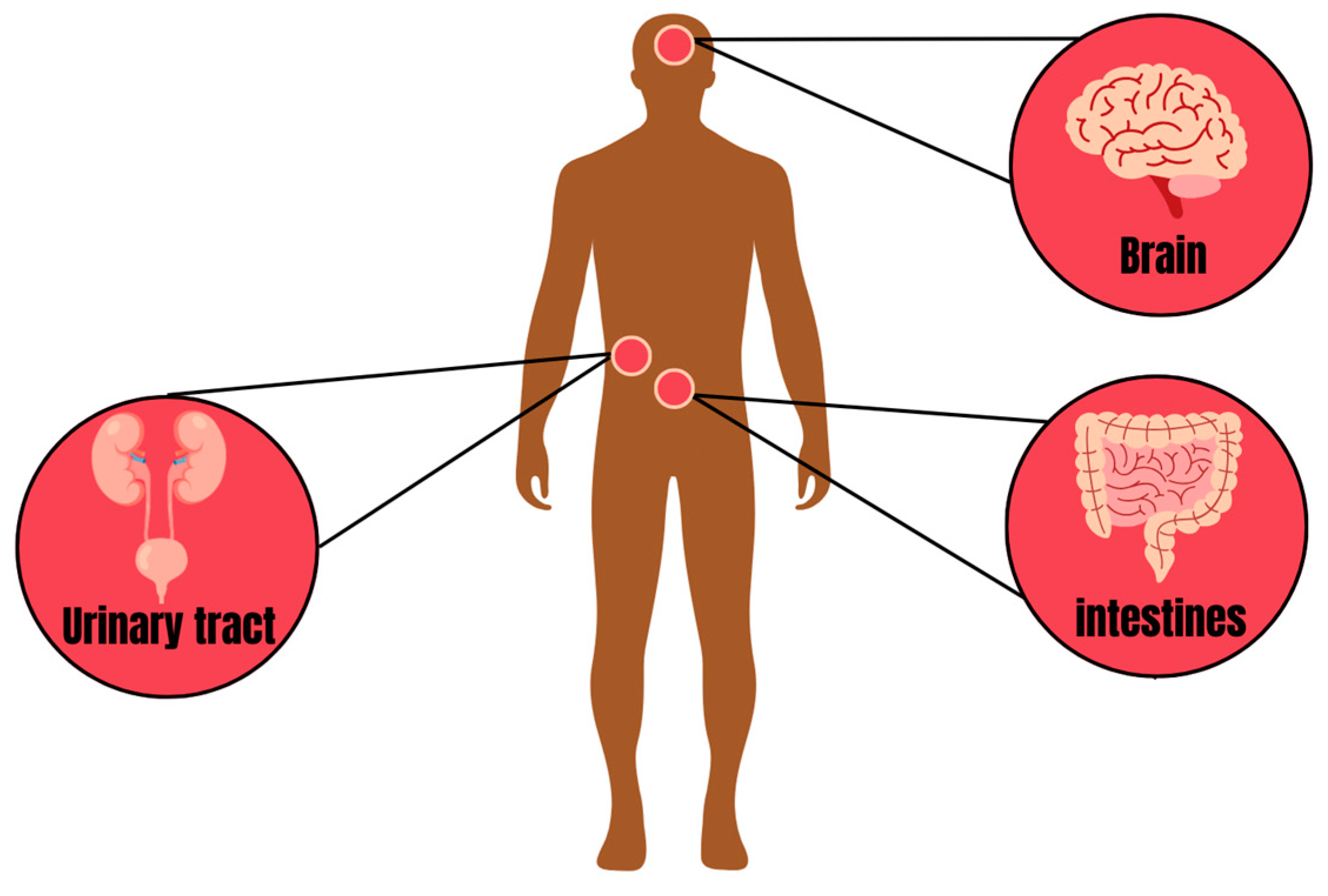 Antibiotics 13 00205 g002
