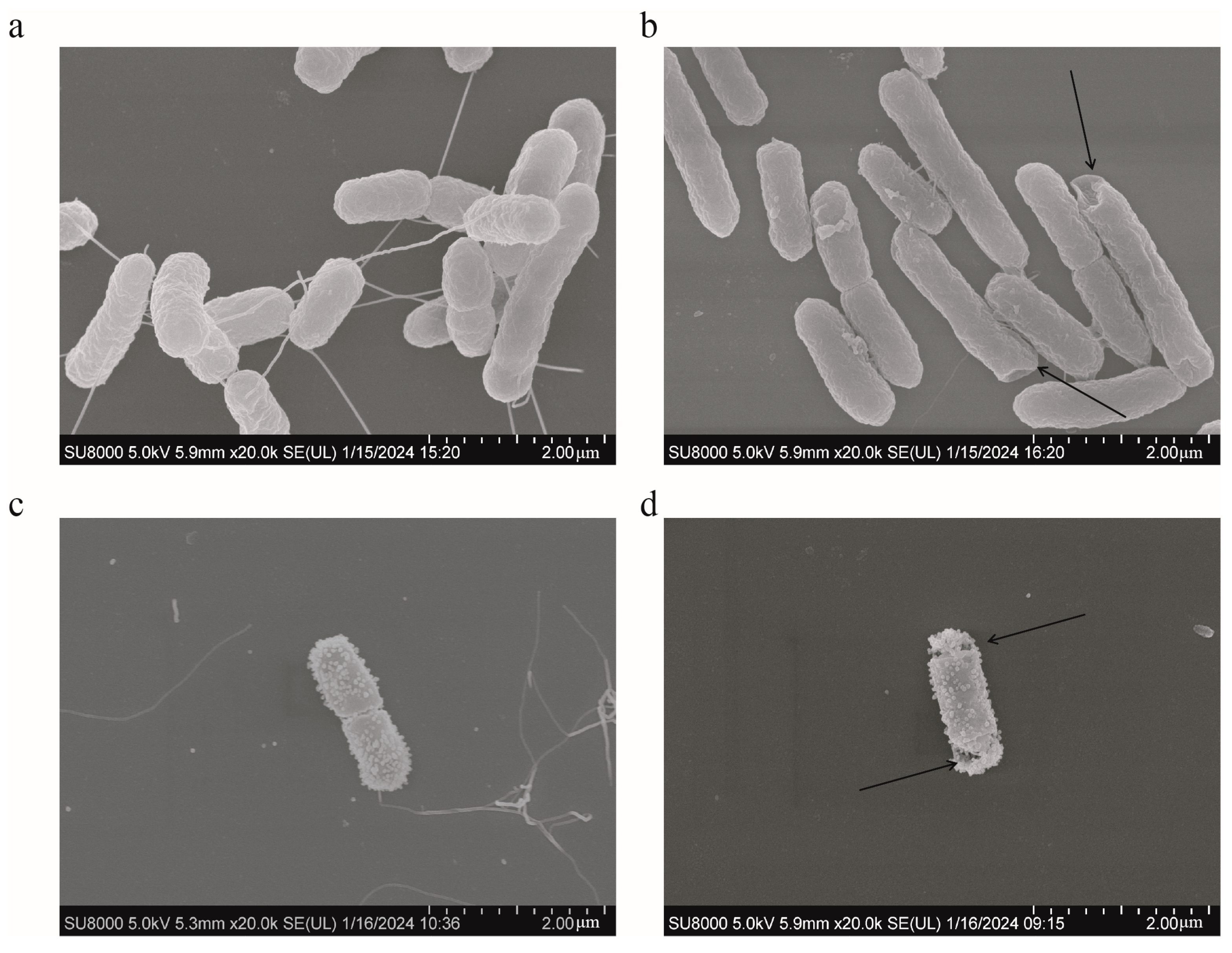 Antibiotics 13 00217 g008