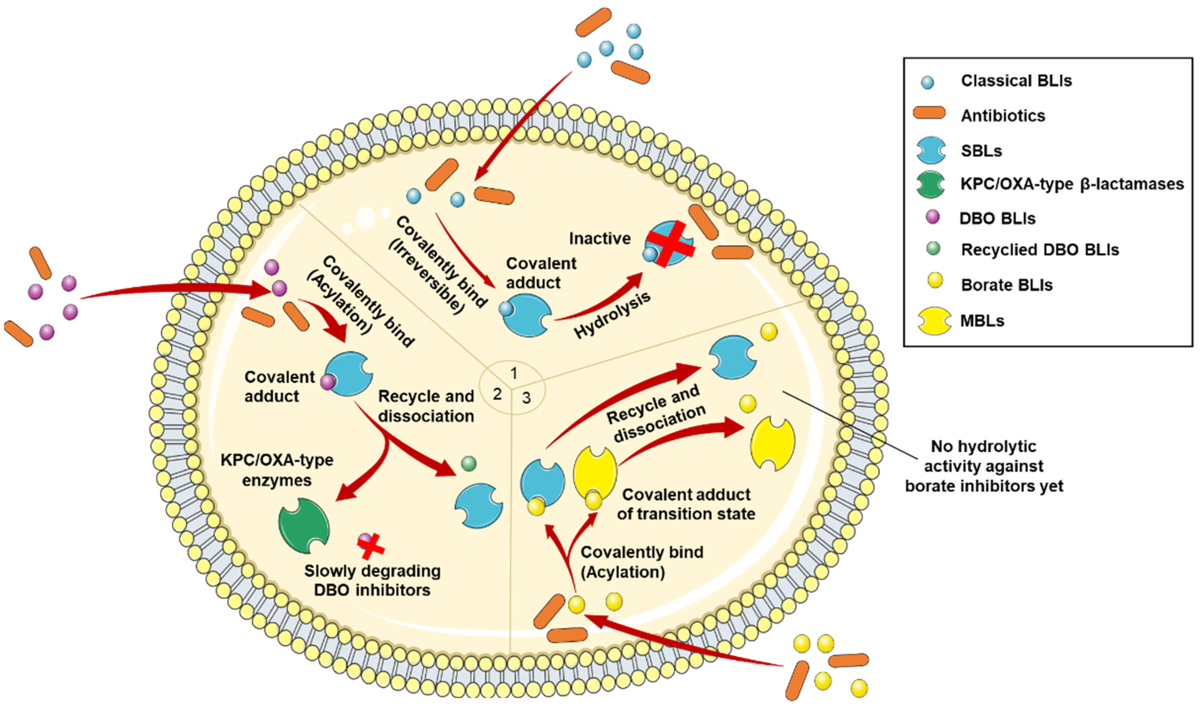 Antibiotics 13 00260 g003
