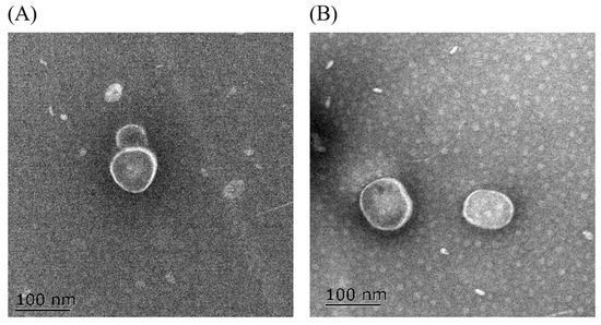 Sub-MIC Antibiotics Modulate Productions of Outer Membrane