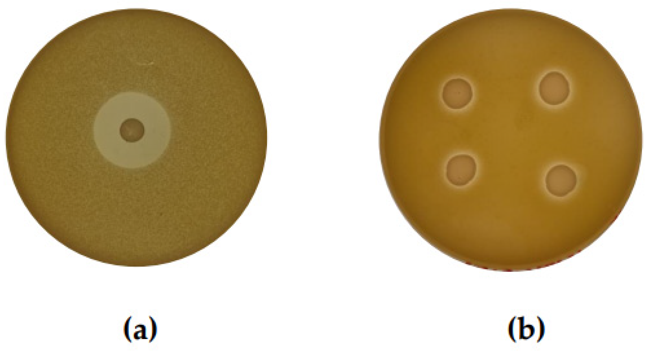 Antibiotics 13 00338 g001