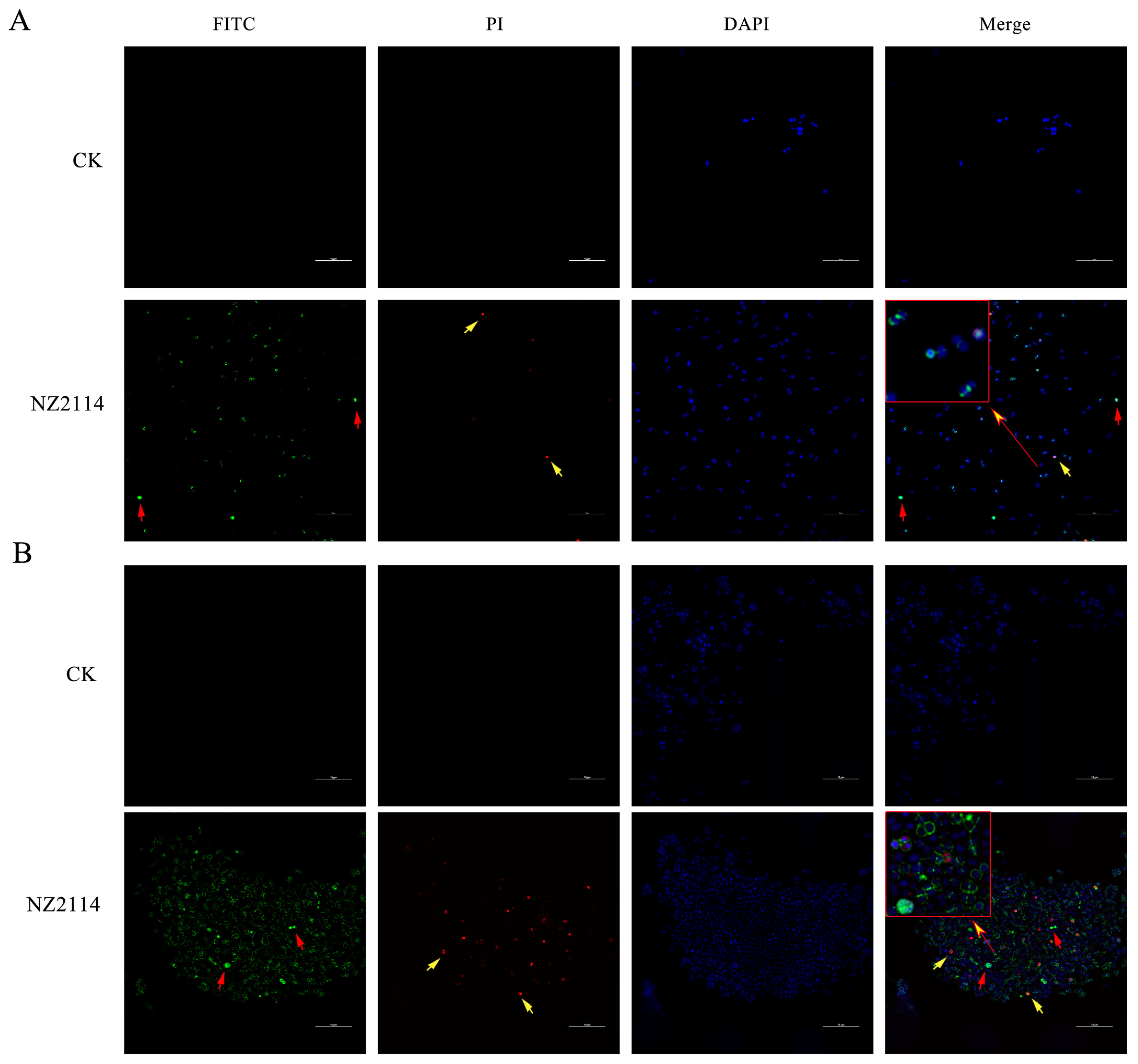 Antibiotics 13 00341 g006