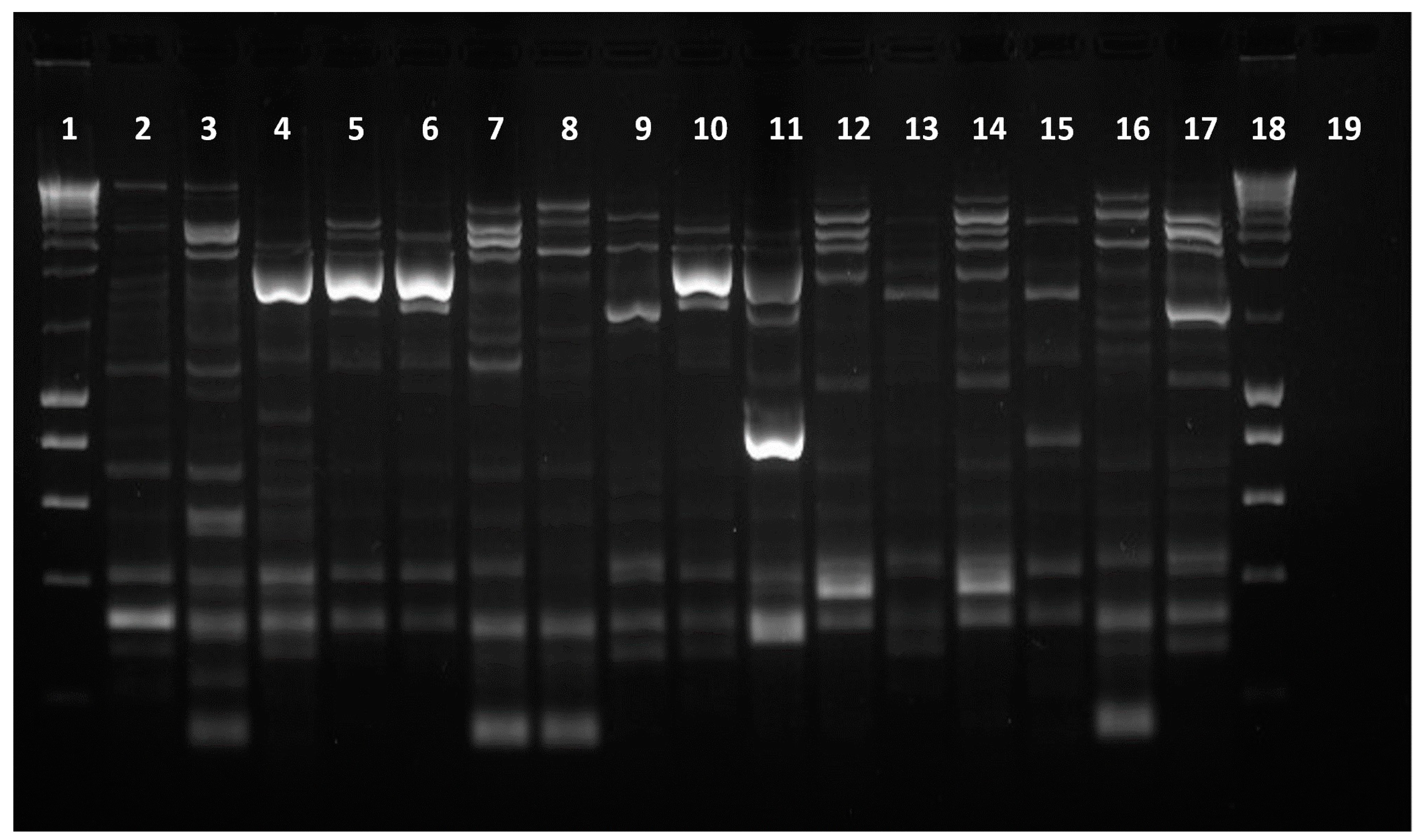 Antibiotics 13 00379 g002