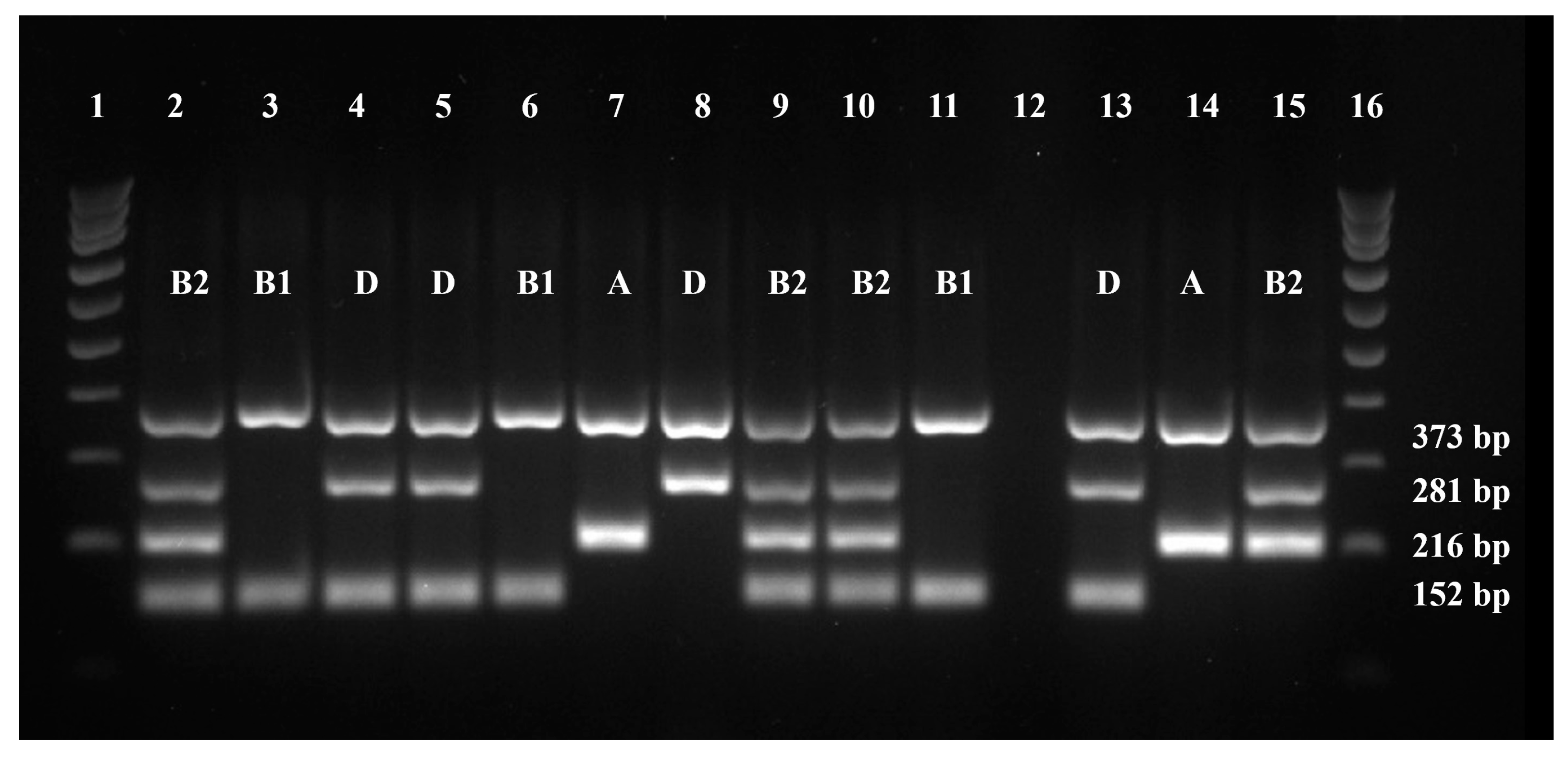 Antibiotics 13 00379 g004