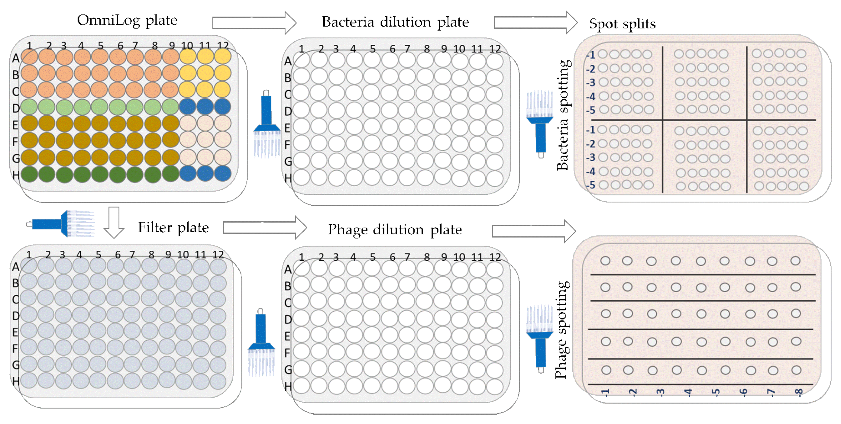 Antibiotics 13 00385 g018