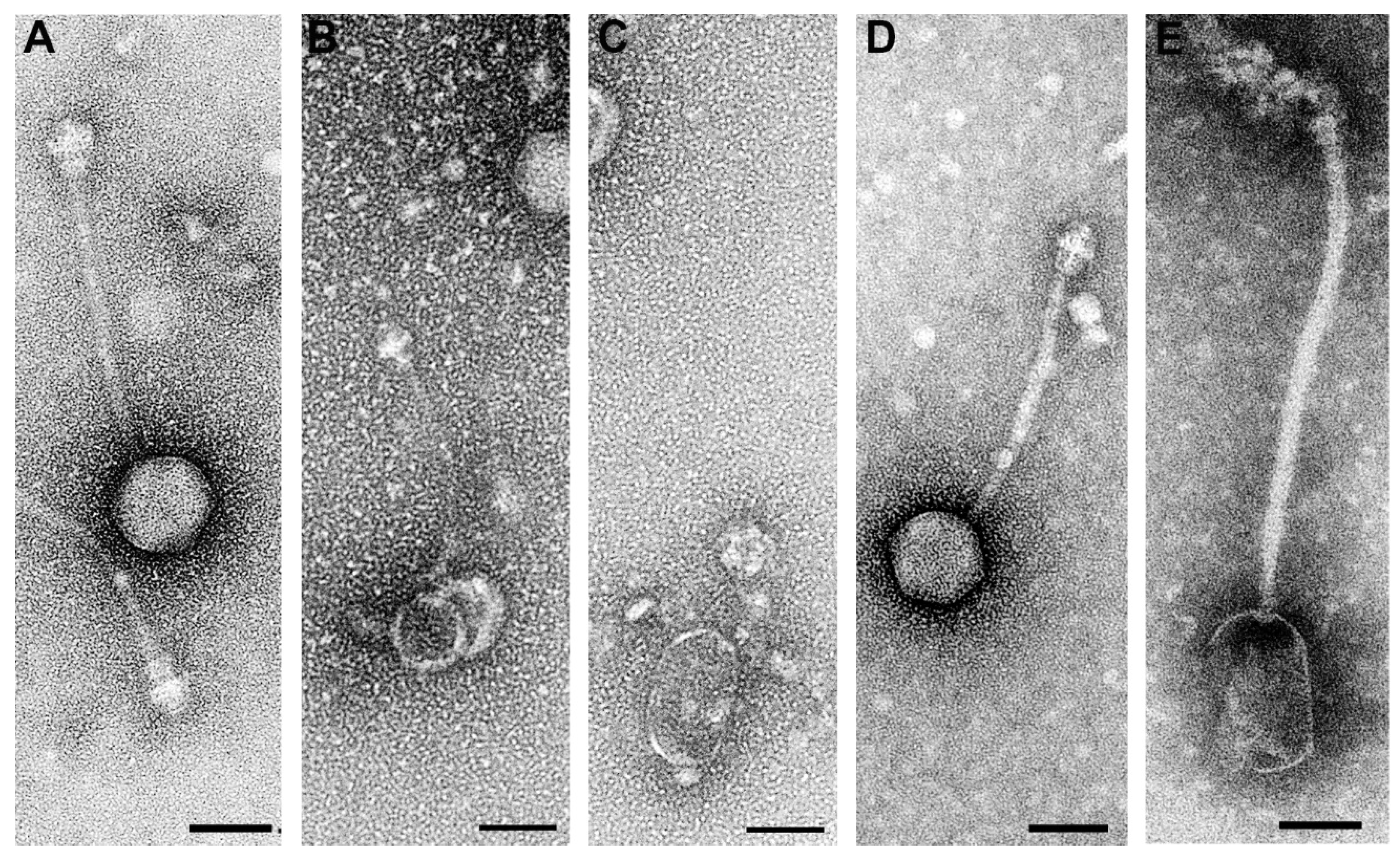 Antibiotics 13 00401 g003 Antibiotics 13 00401 g003