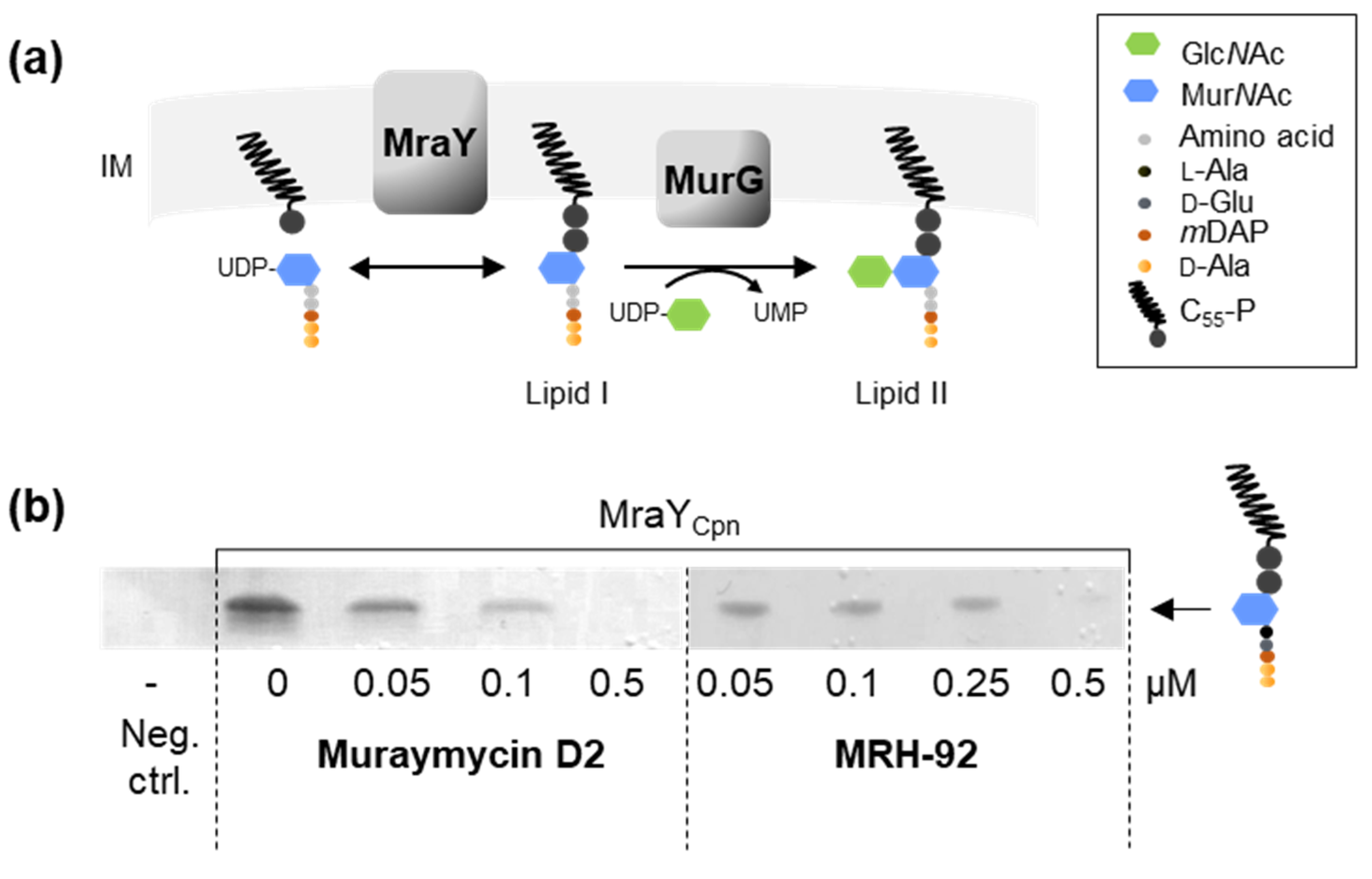 Antibiotics 13 00421 g003