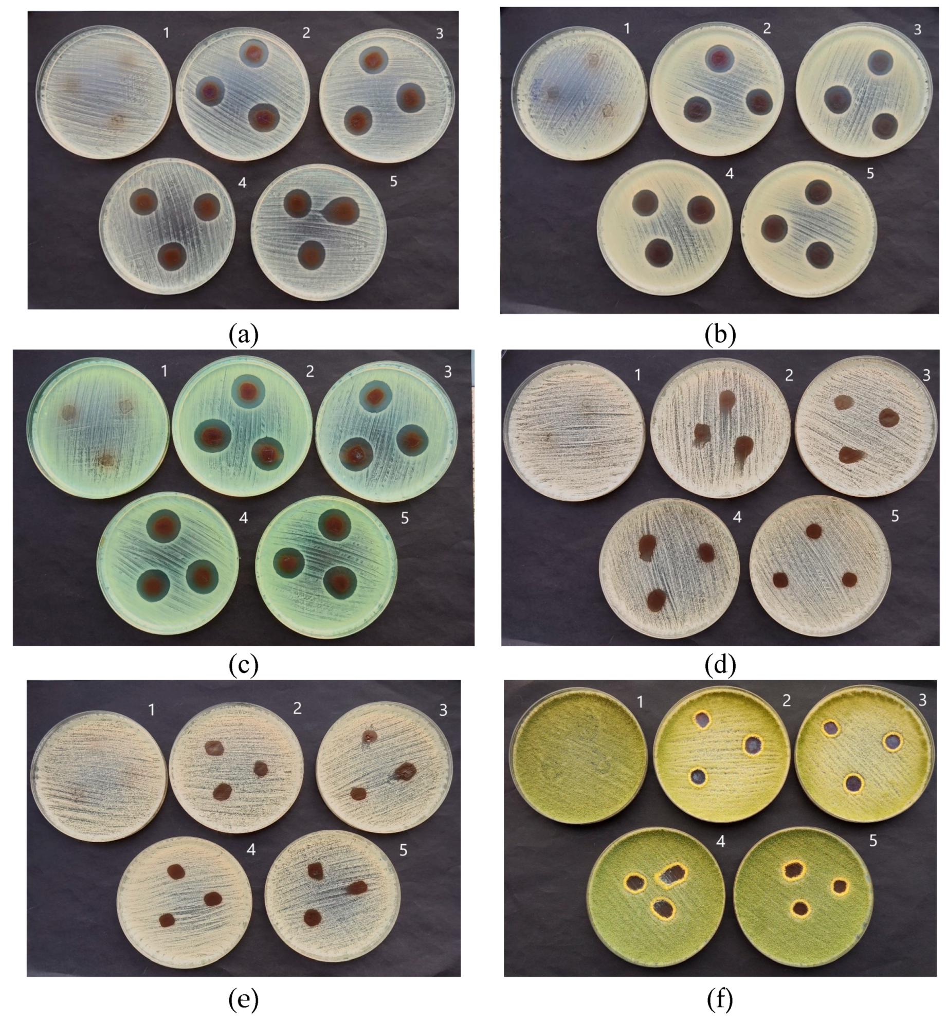 Antibiotics 13 00441 g008