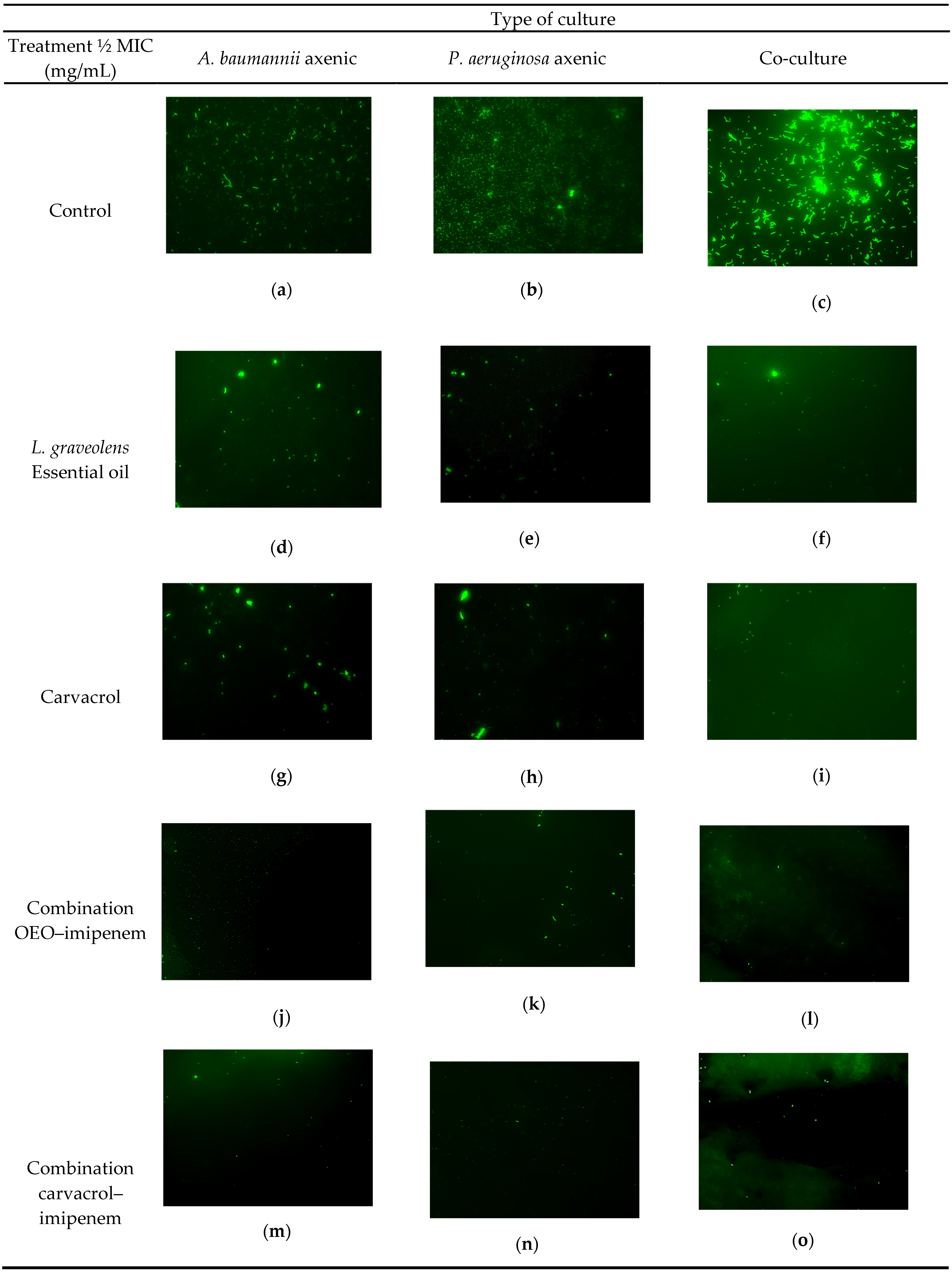 Antibiotics 13 00444 g001