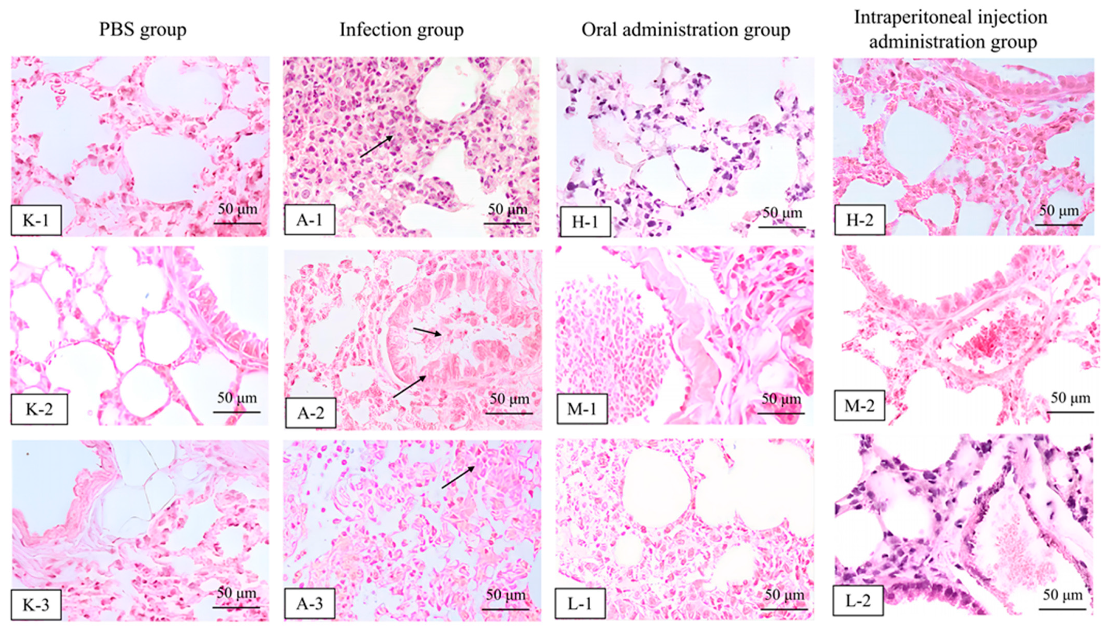 Antibiotics 13 00492 g008