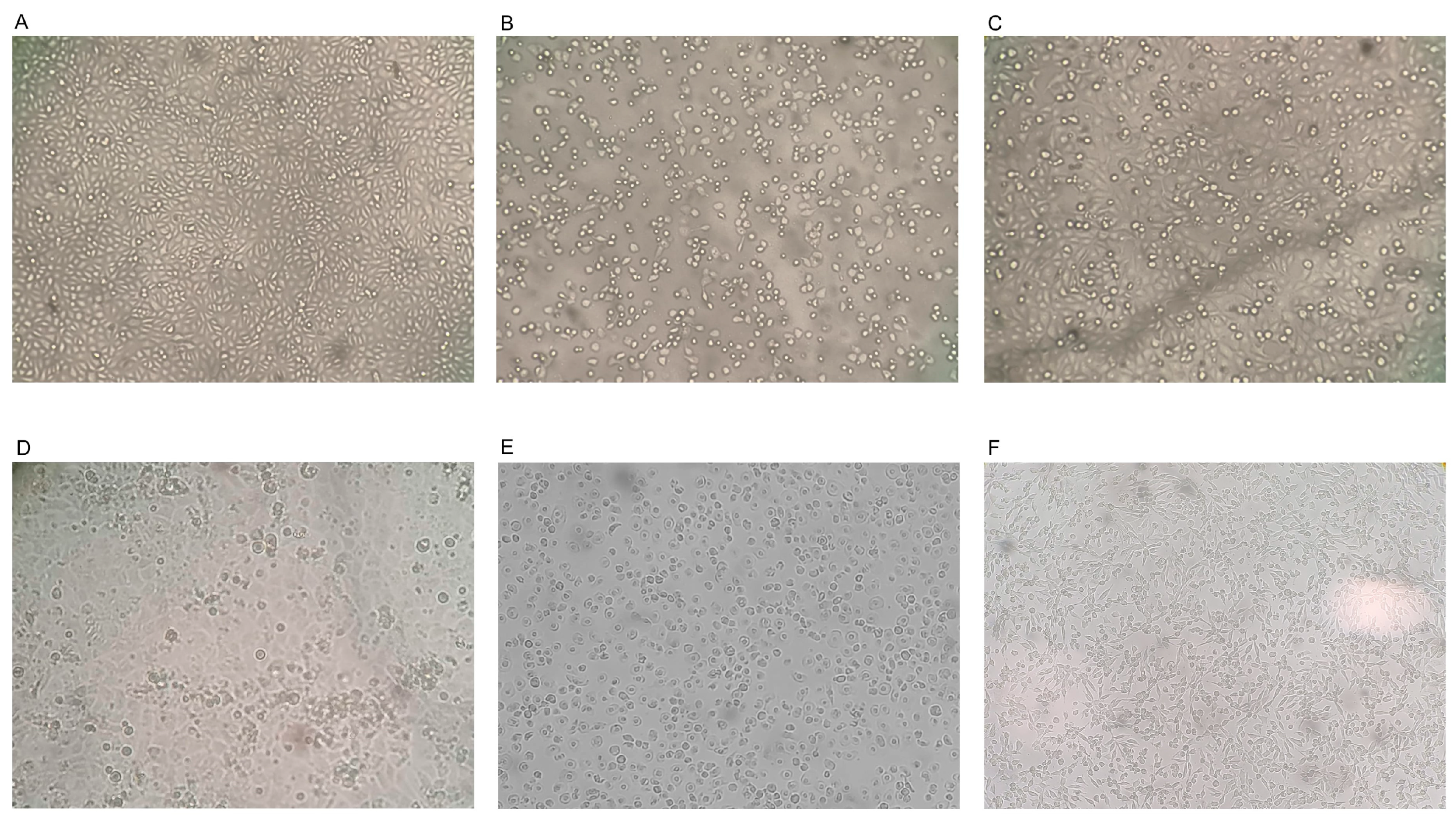 Antibiotics 13 00514 g001
