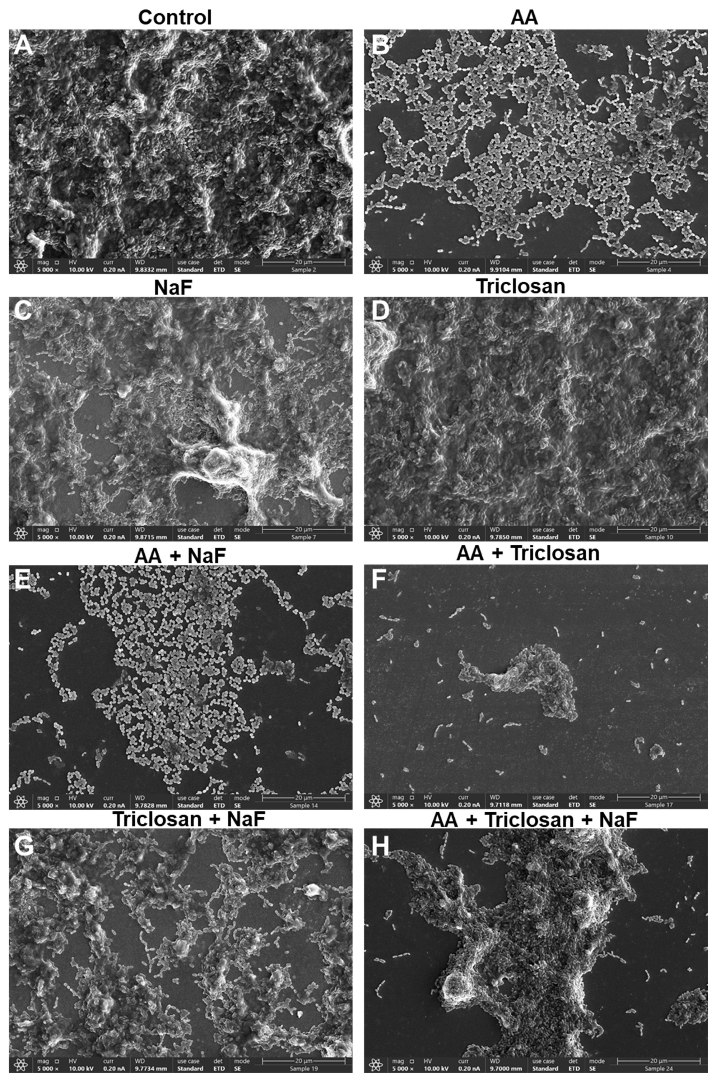 Antibiotics 13 00540 g011