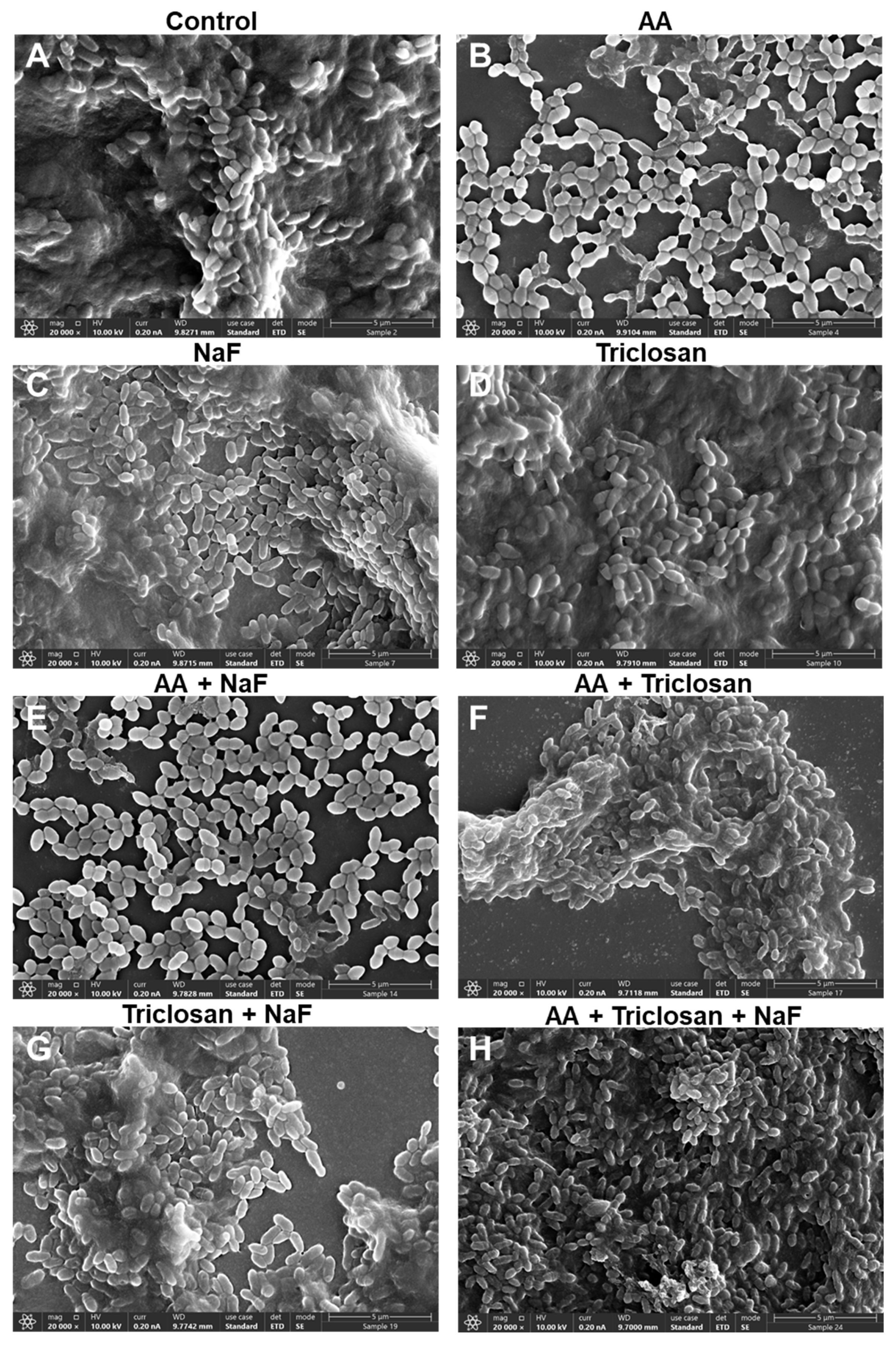 Antibiotics 13 00540 g012