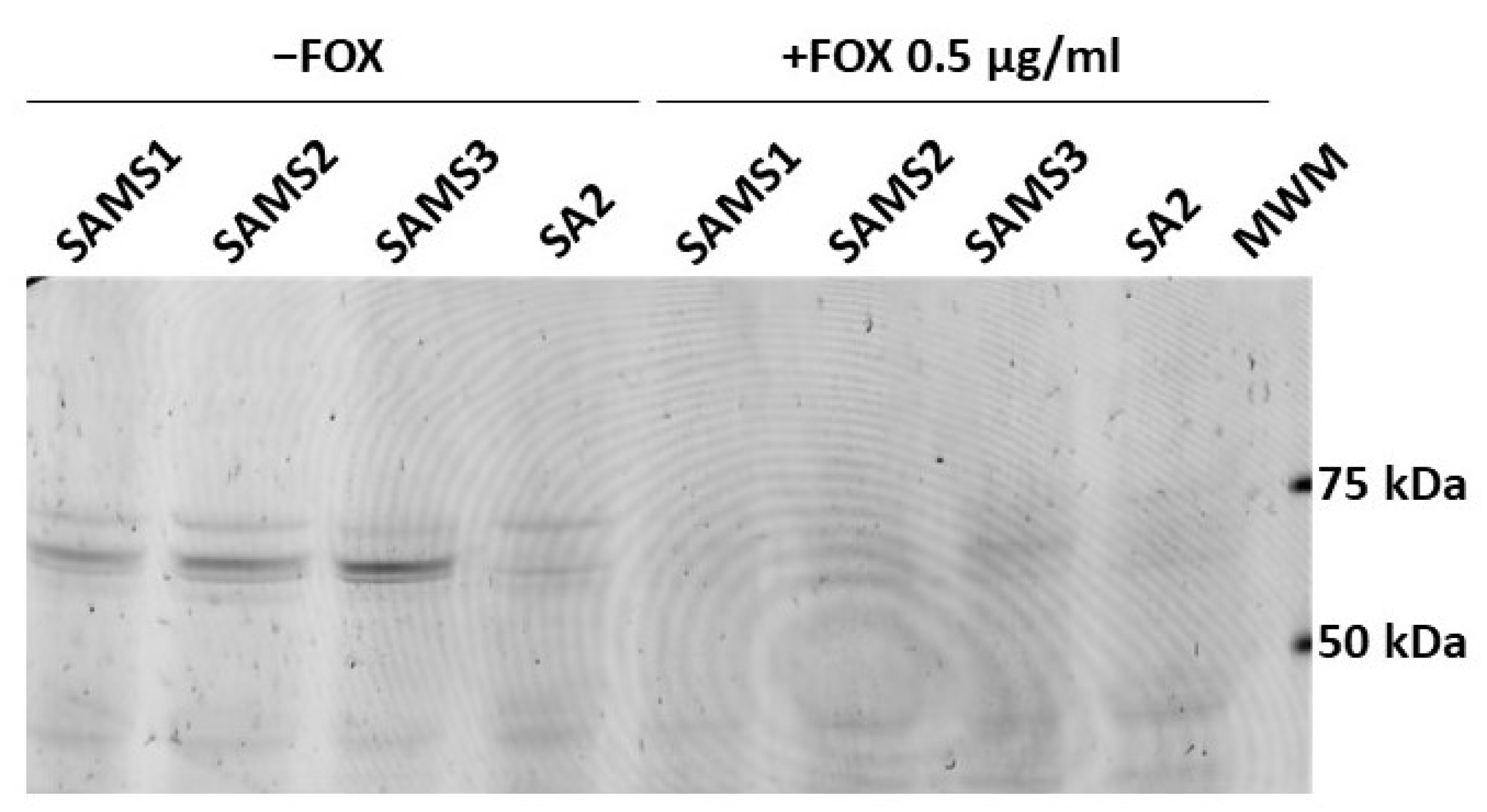 Antibiotics 13 00554 g007