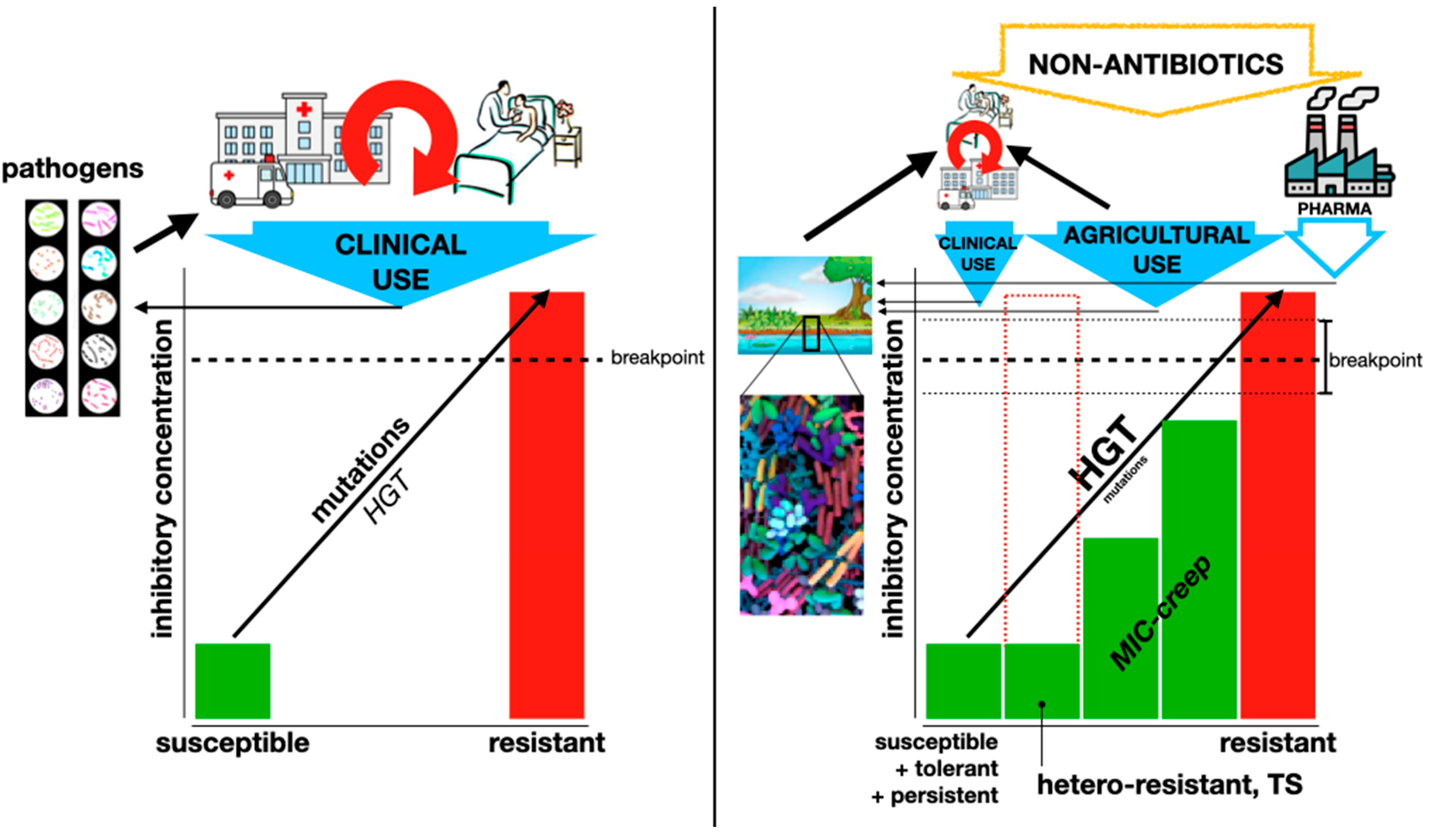 Antibiotics 13 00565 g002