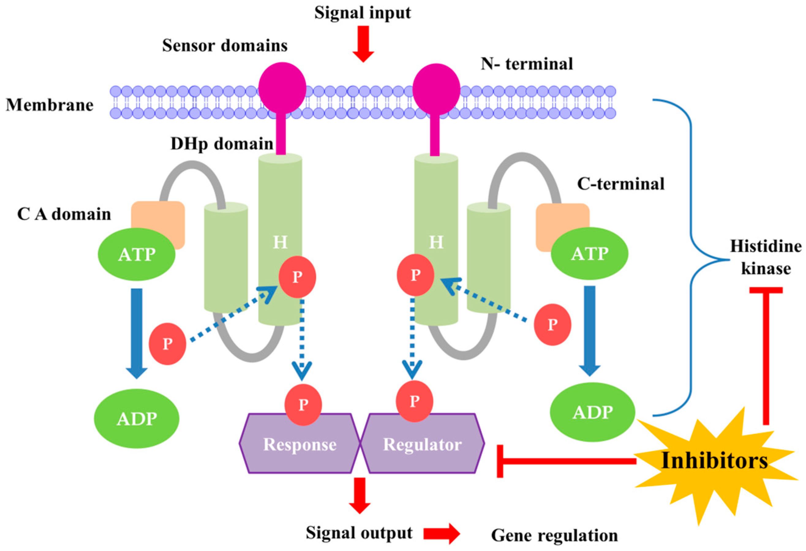 Antibiotics 13 00576 g001